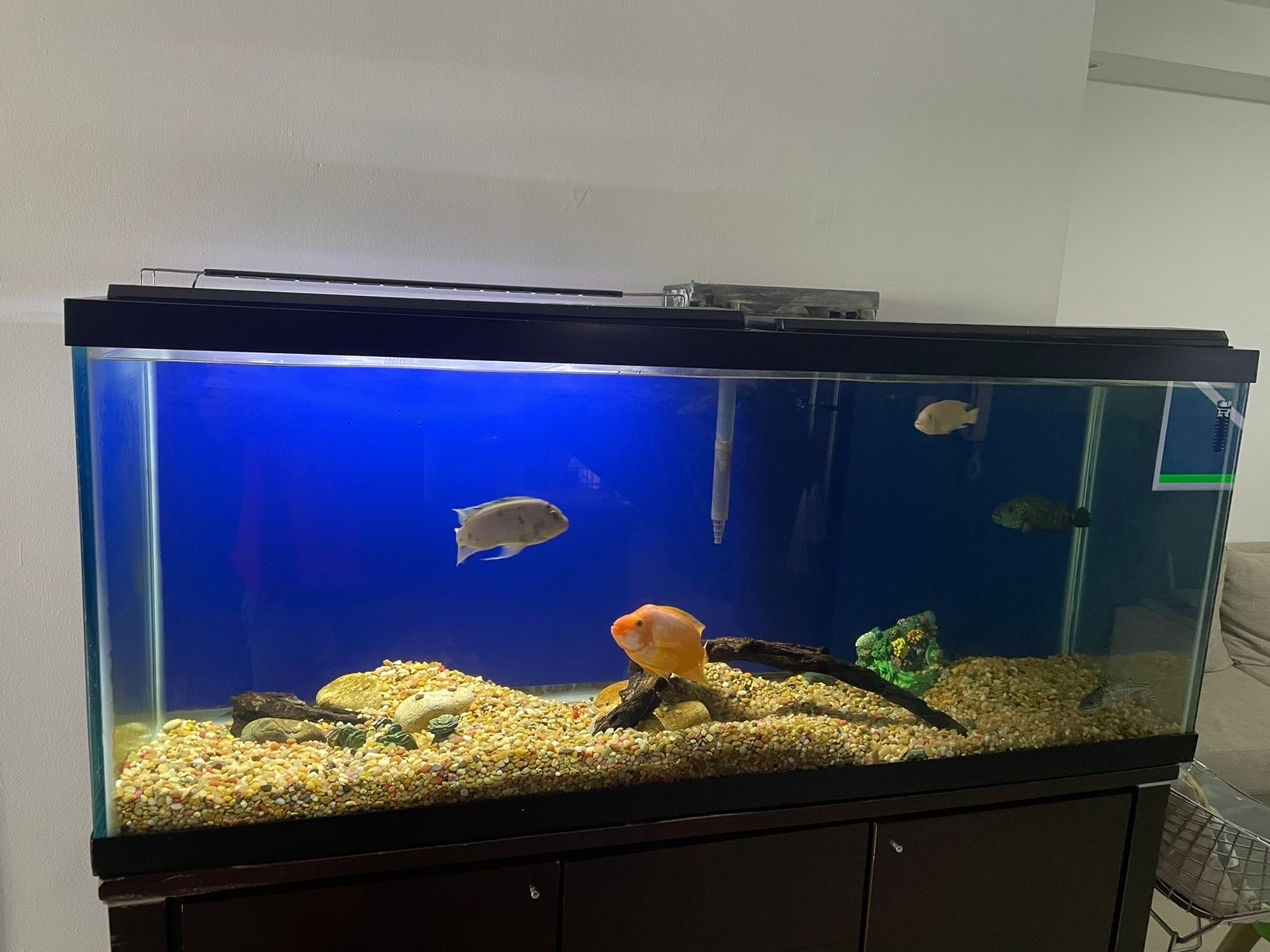 animales y mascotas - Descripción:Pescera de 120 galones de agua dulce.