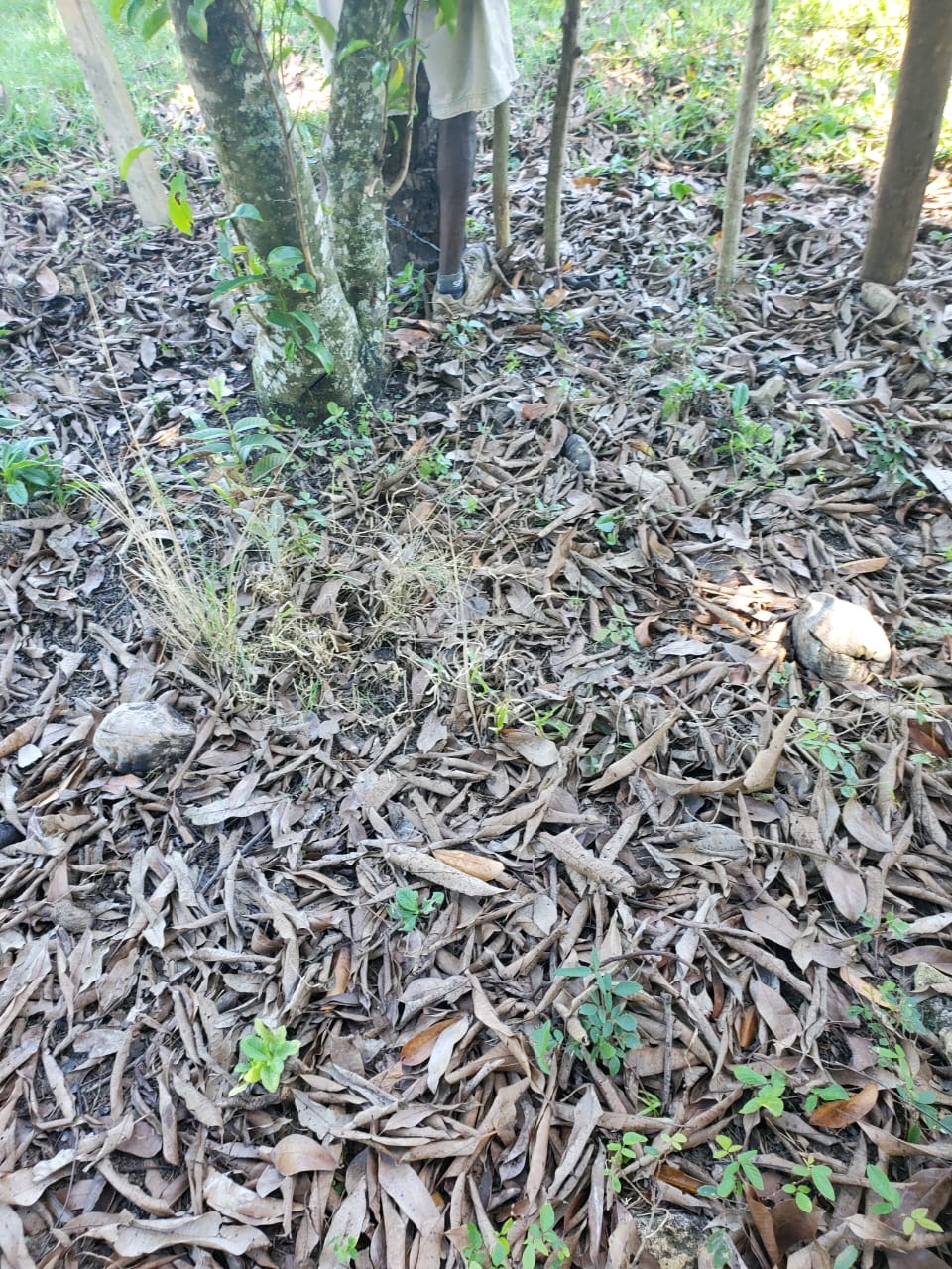 solares y terrenos - Vendo Finca o Terreno en Santo Domingo Norte  2