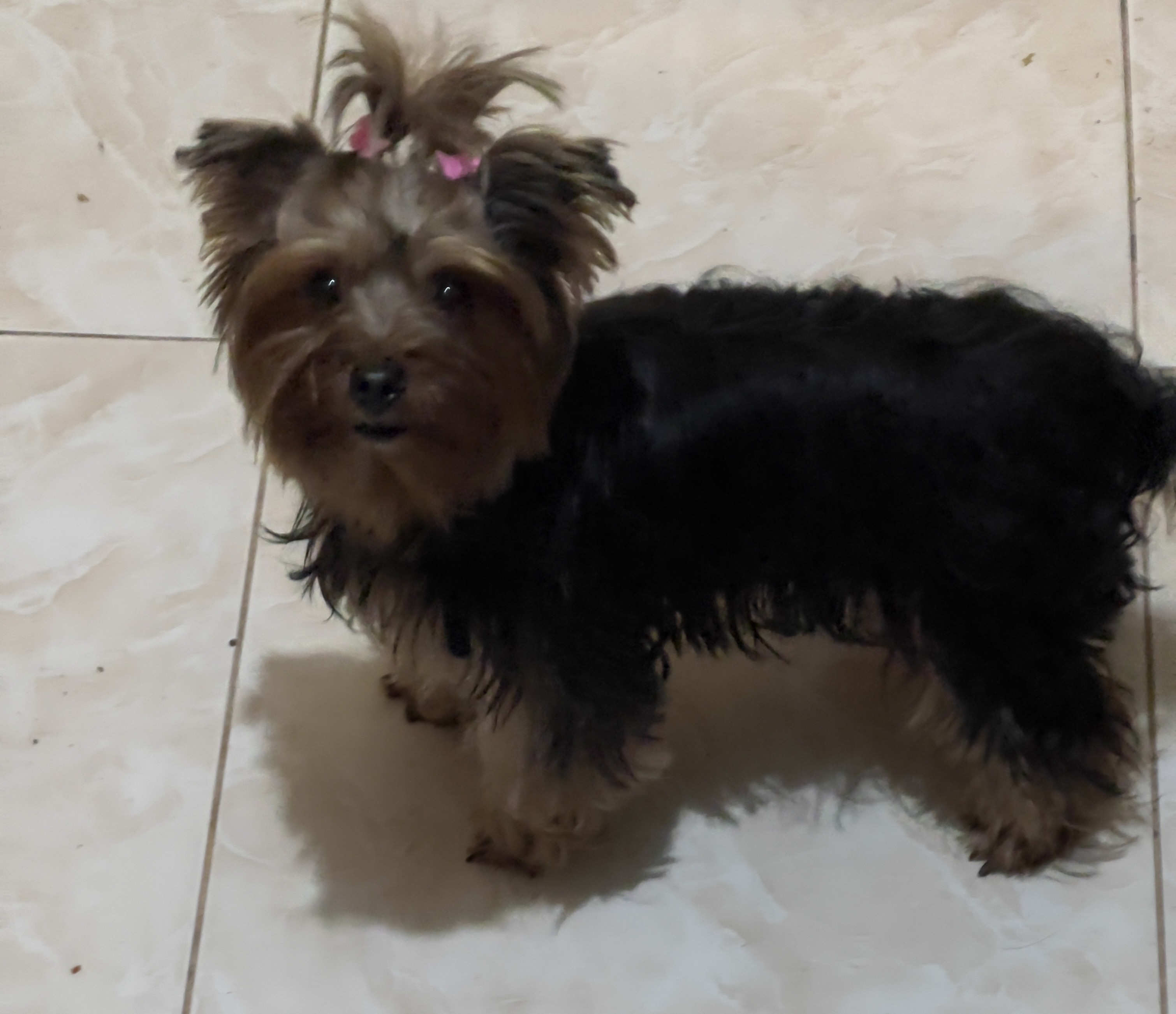 animales y mascotas - Yorkie hembra adulta 