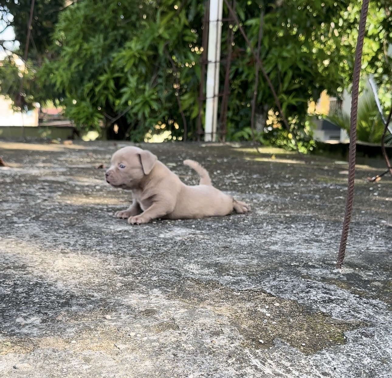 animales y mascotas - American bully 