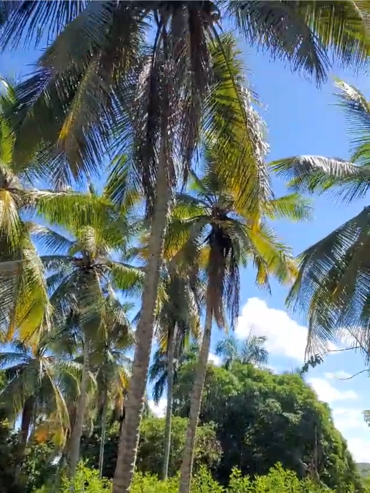 solares y terrenos - Vendo Finca o Terreno en Santo Domingo Norte  3