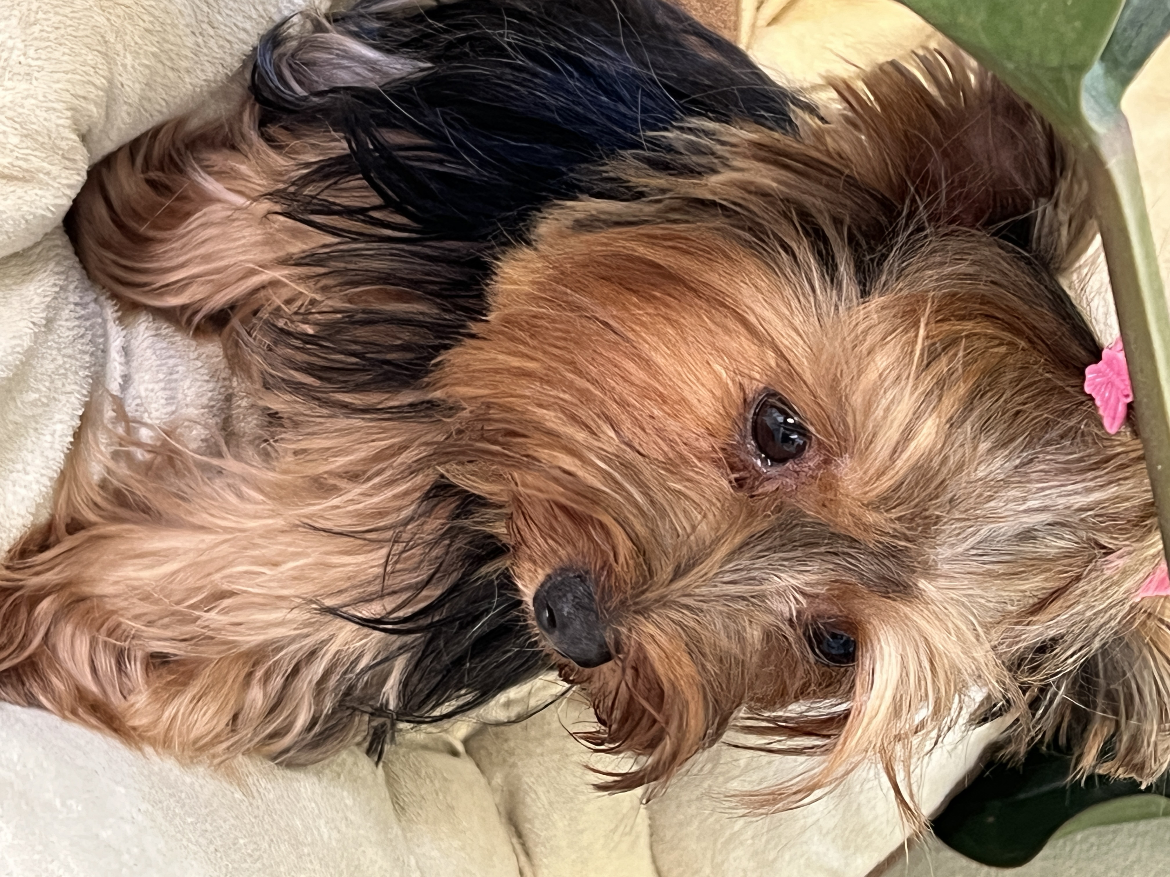 animales y mascotas - Yorkie hembra adulta  1