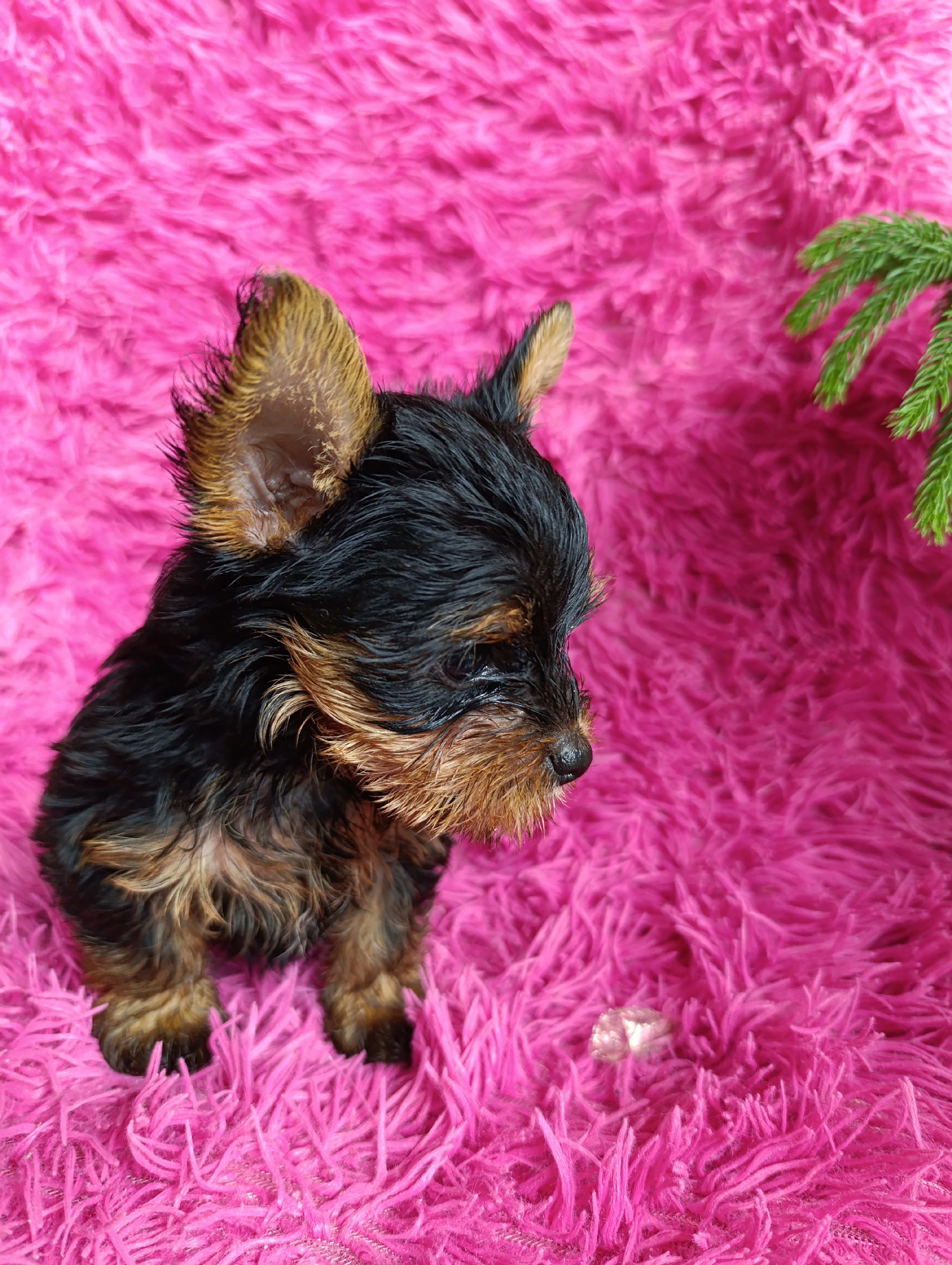 animales y mascotas - Cachorros Yorkies 2