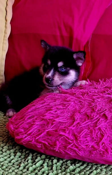 animales y mascotas - Cachorros Pomsky!!! UNICOS EN RD