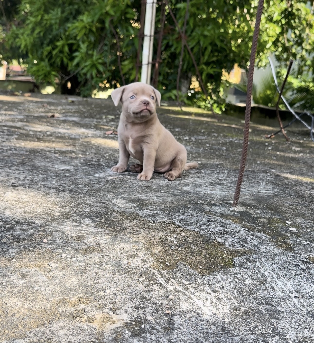 animales y mascotas - American bully  1