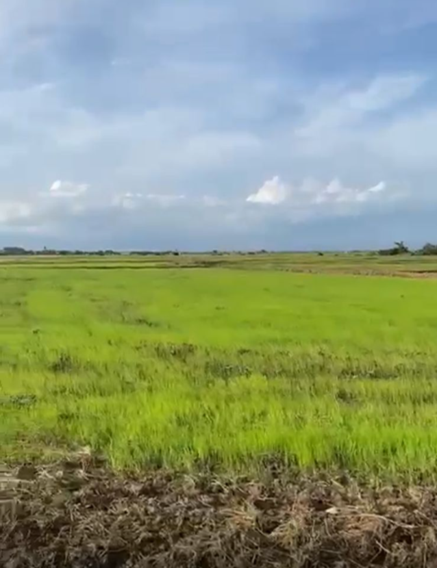 solares y terrenos - Finca de Arroz 1,800 tareas Cotui, Cenovi  0