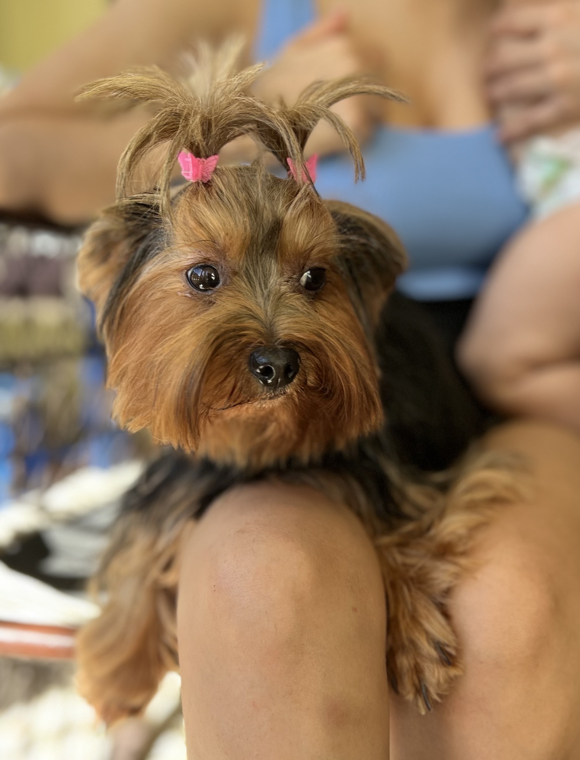 animales y mascotas - Yorkie hembra adulta  2