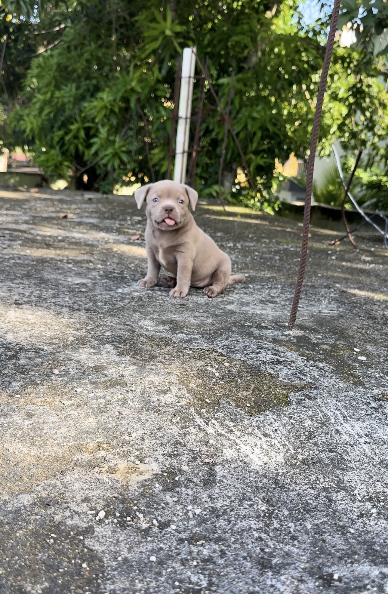 animales y mascotas - American bully  2