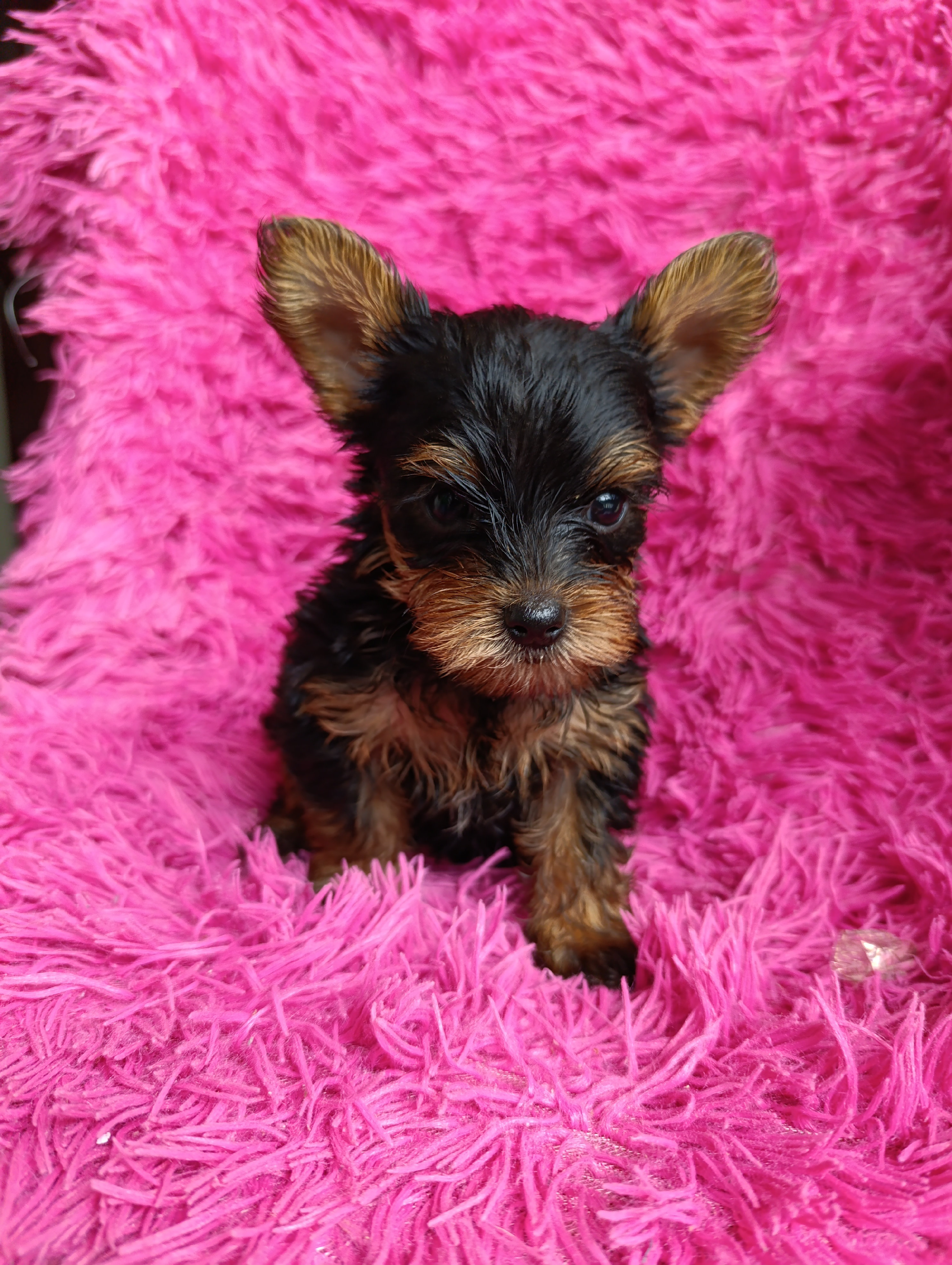 animales y mascotas - Cachorros Yorkies