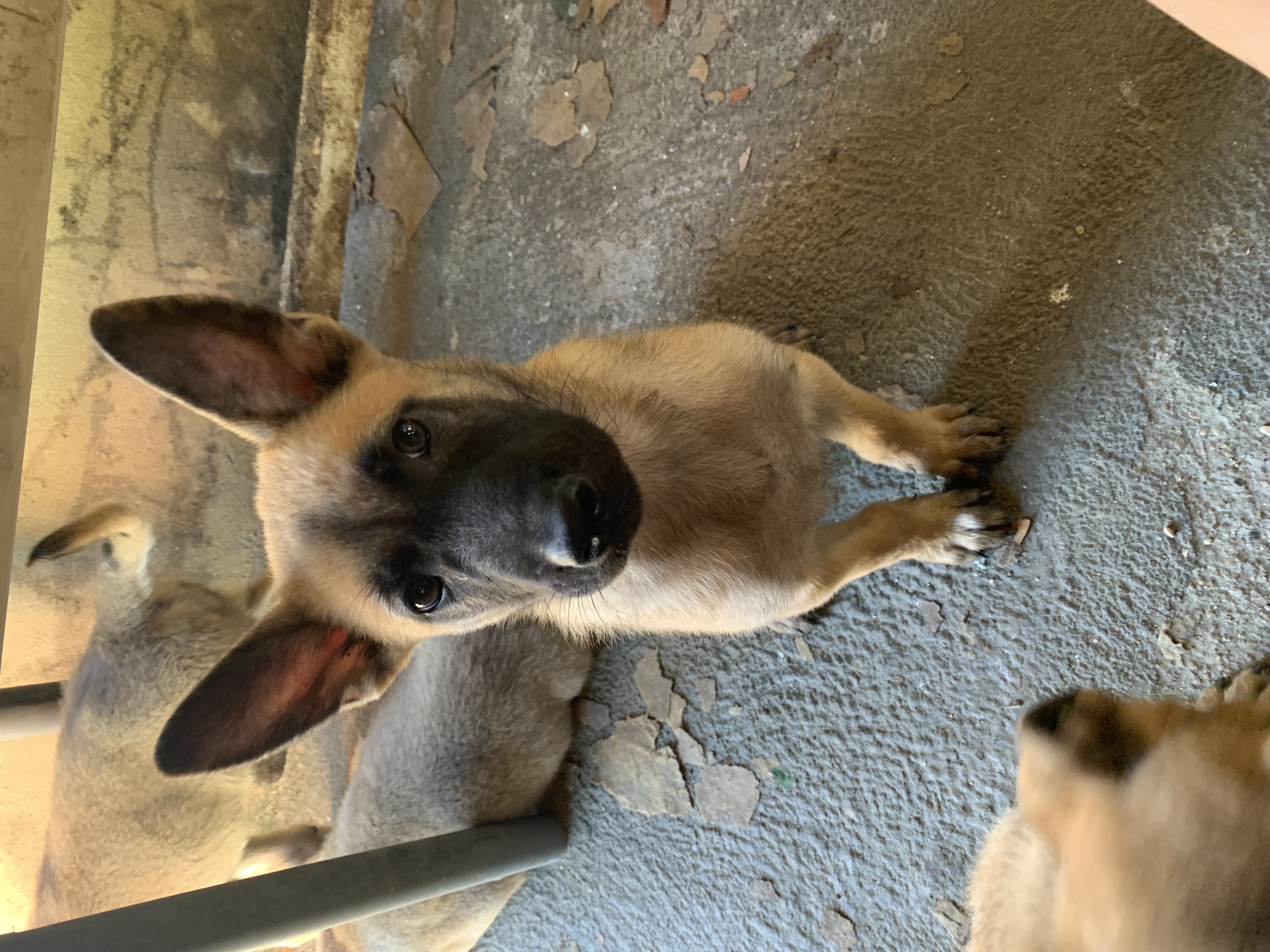 animales y mascotas - CACHORROS DE PASTOR BELGA MALINOIS