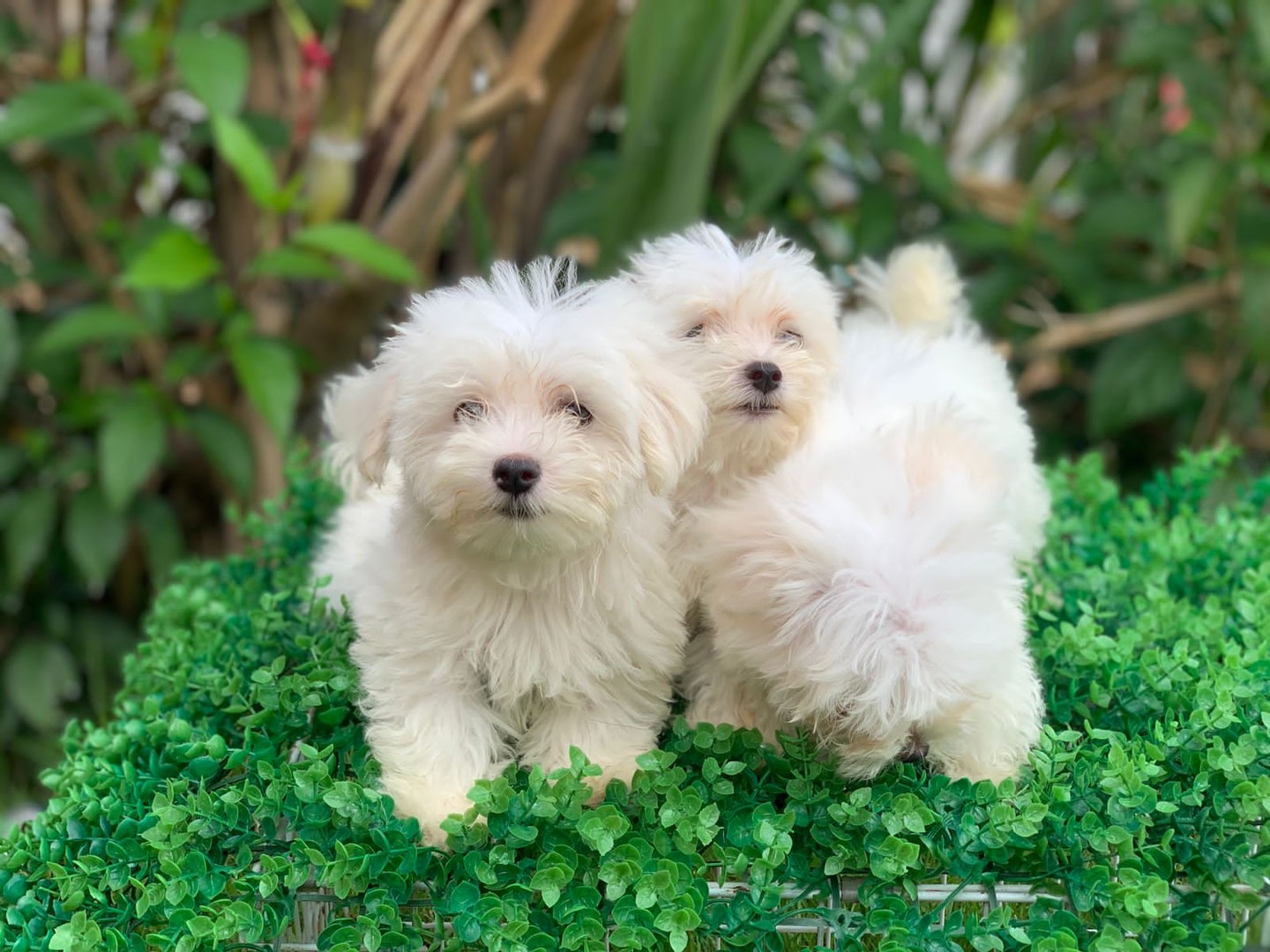 animales y mascotas - Bichón Maltés hembras y  machos

 8