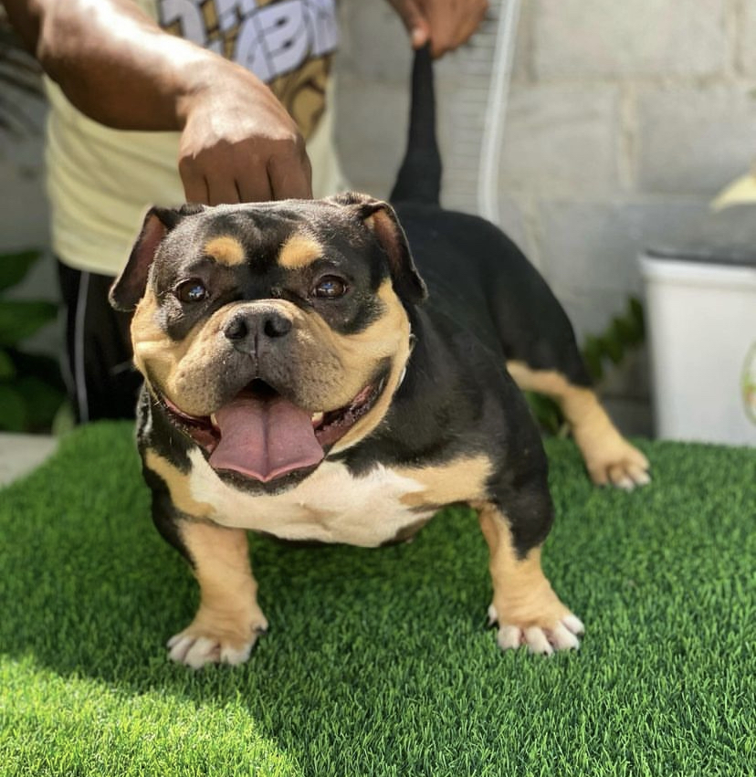 animales y mascotas - American Bully 