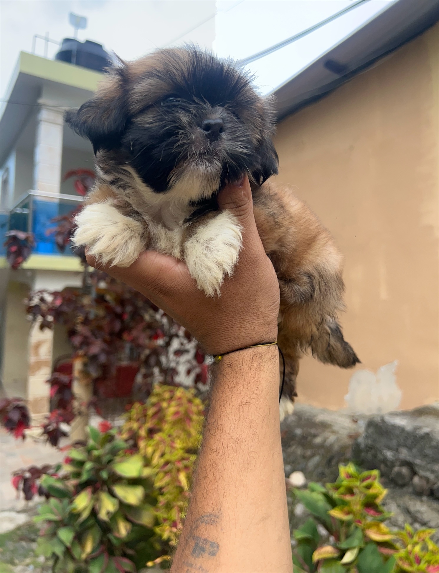 animales y mascotas - Shih Tzu shitzu hembra lista para su nueva familia