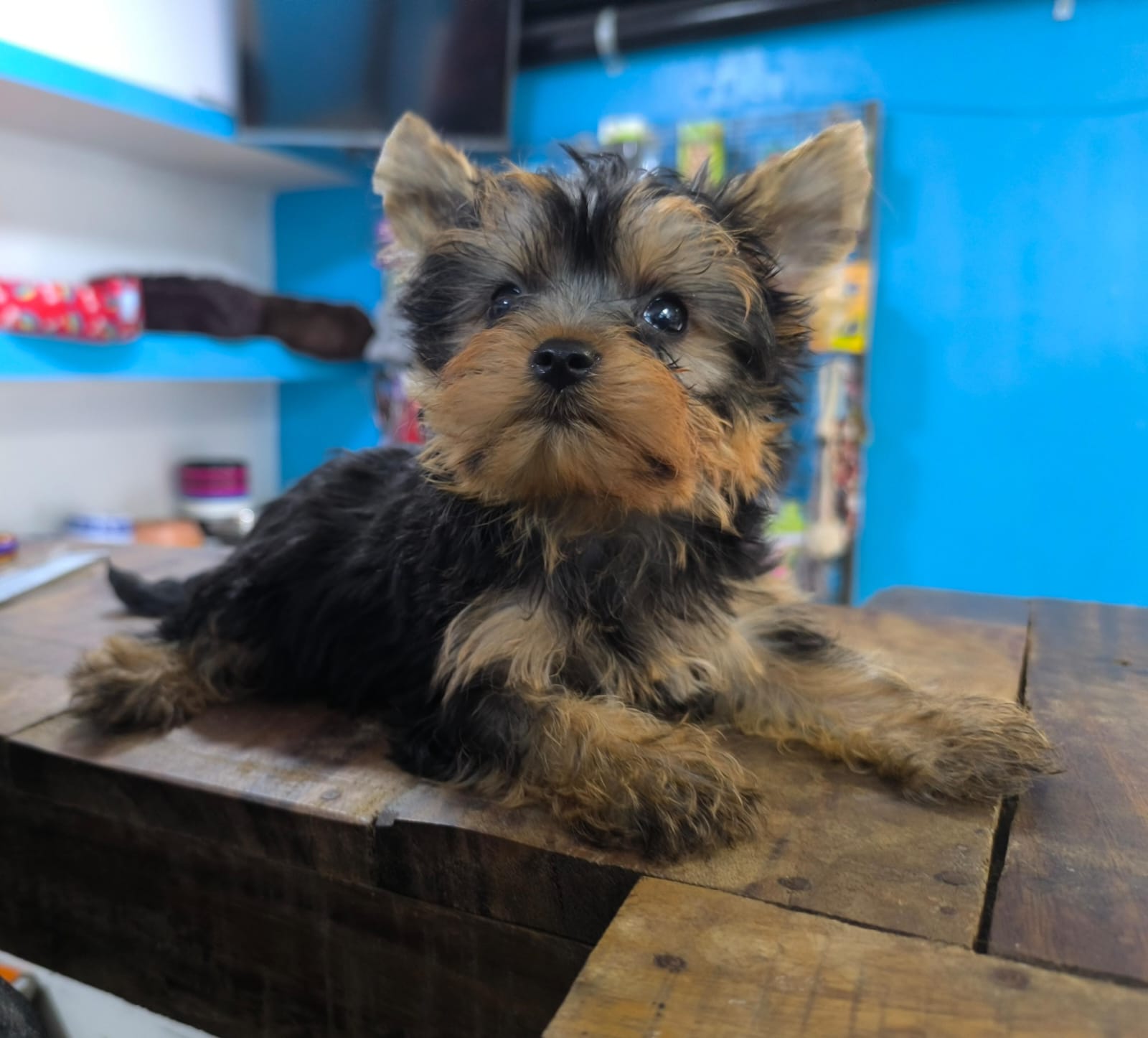 animales y mascotas - hermosos cachorritos de Yorshire ambos sexo 3