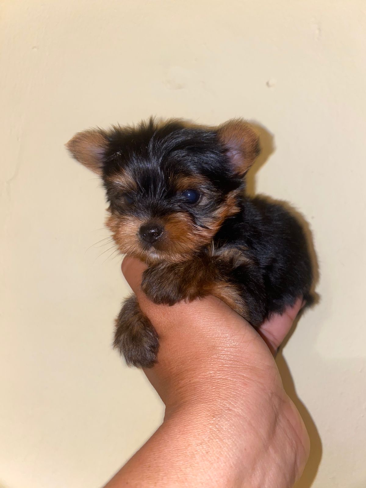 animales y mascotas - hermosos cachorritos de Yorshire ambos sexo 4