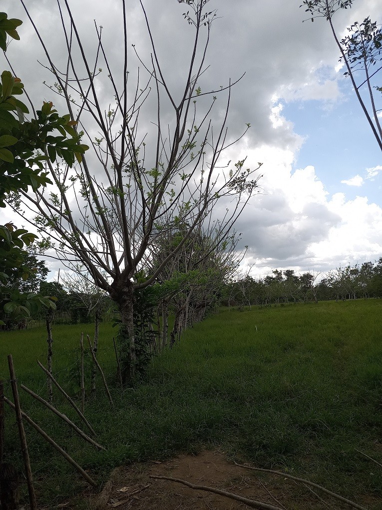 solares y terrenos - Finca en Hatillo Monte Plata de 100 Tareas Recibimos Bitcoin y Minubus  2