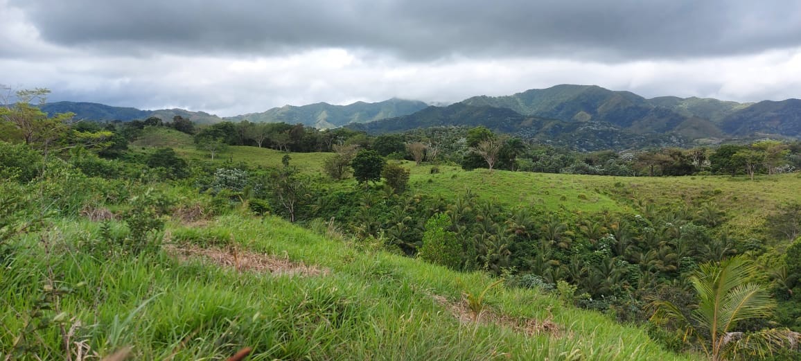 solares y terrenos - Finca en Nisibon de 3mil tareas ganadera y sembrado de Coco 6