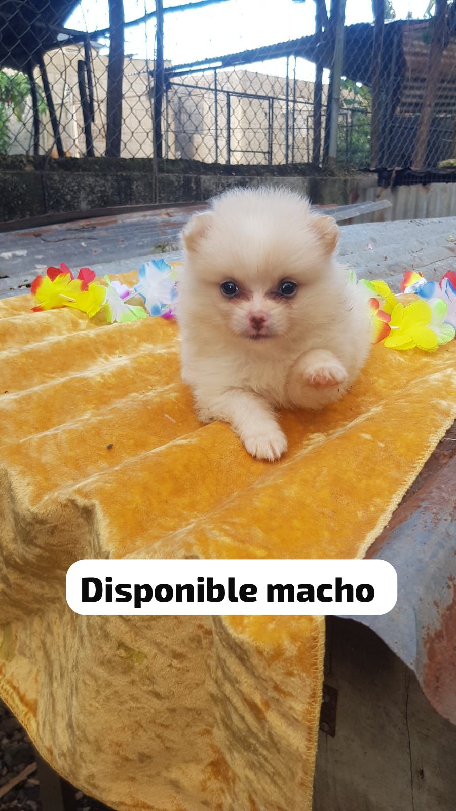 animales y mascotas - hermosos cachorritos Pomerania mini ambos sexo  4