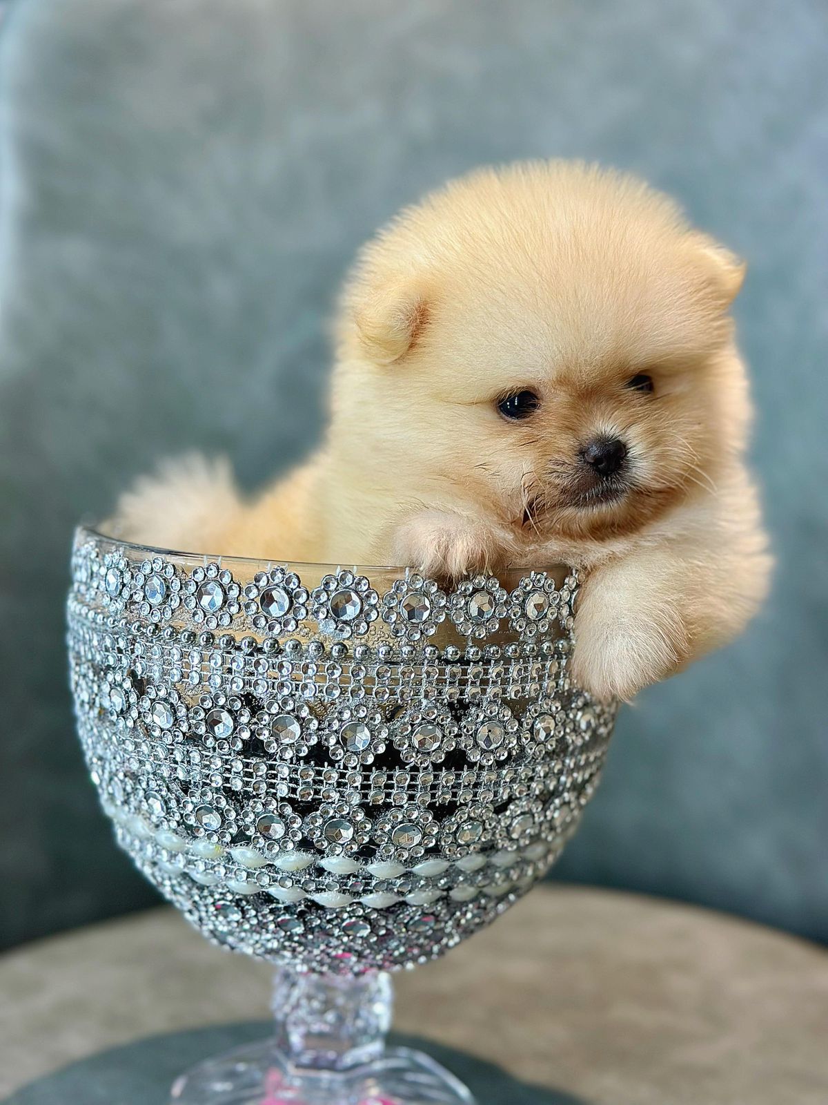 animales y mascotas - hermosos cachorritos Pomerania mini ambos sexo  5