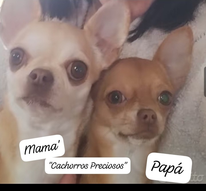 animales y mascotas - Chihuahua Cabeza de Venado