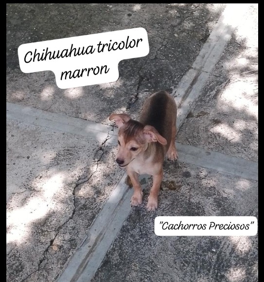 animales y mascotas - Chihuahua Cabeza de Venado 2