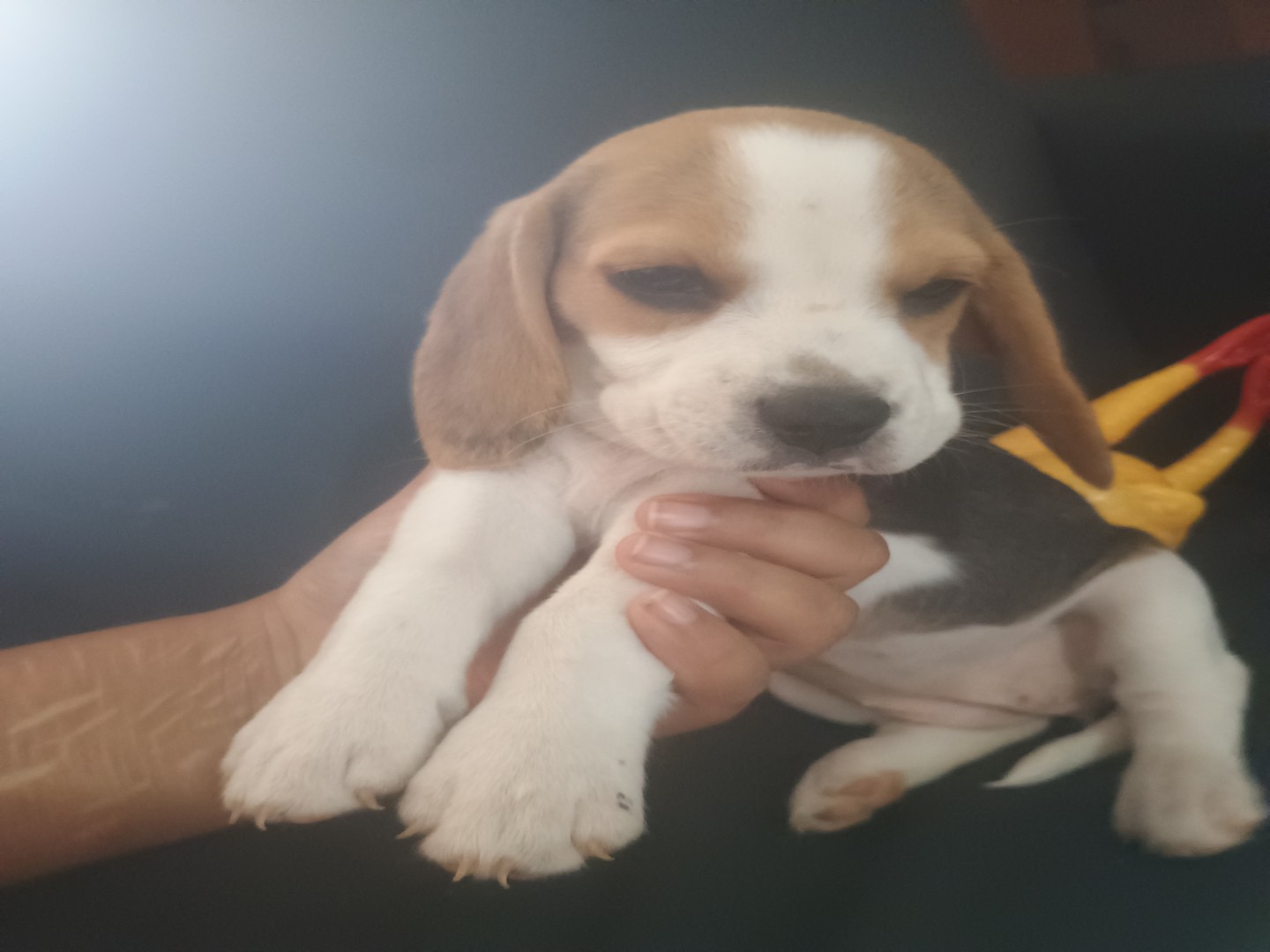 animales y mascotas - Cachorra Beagle 2