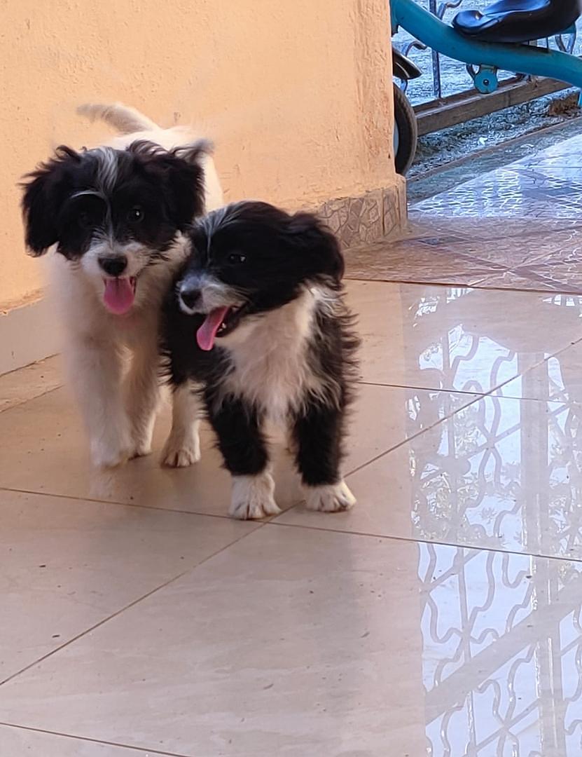 animales y mascotas - cachorros mix de caniche (poodle) 2