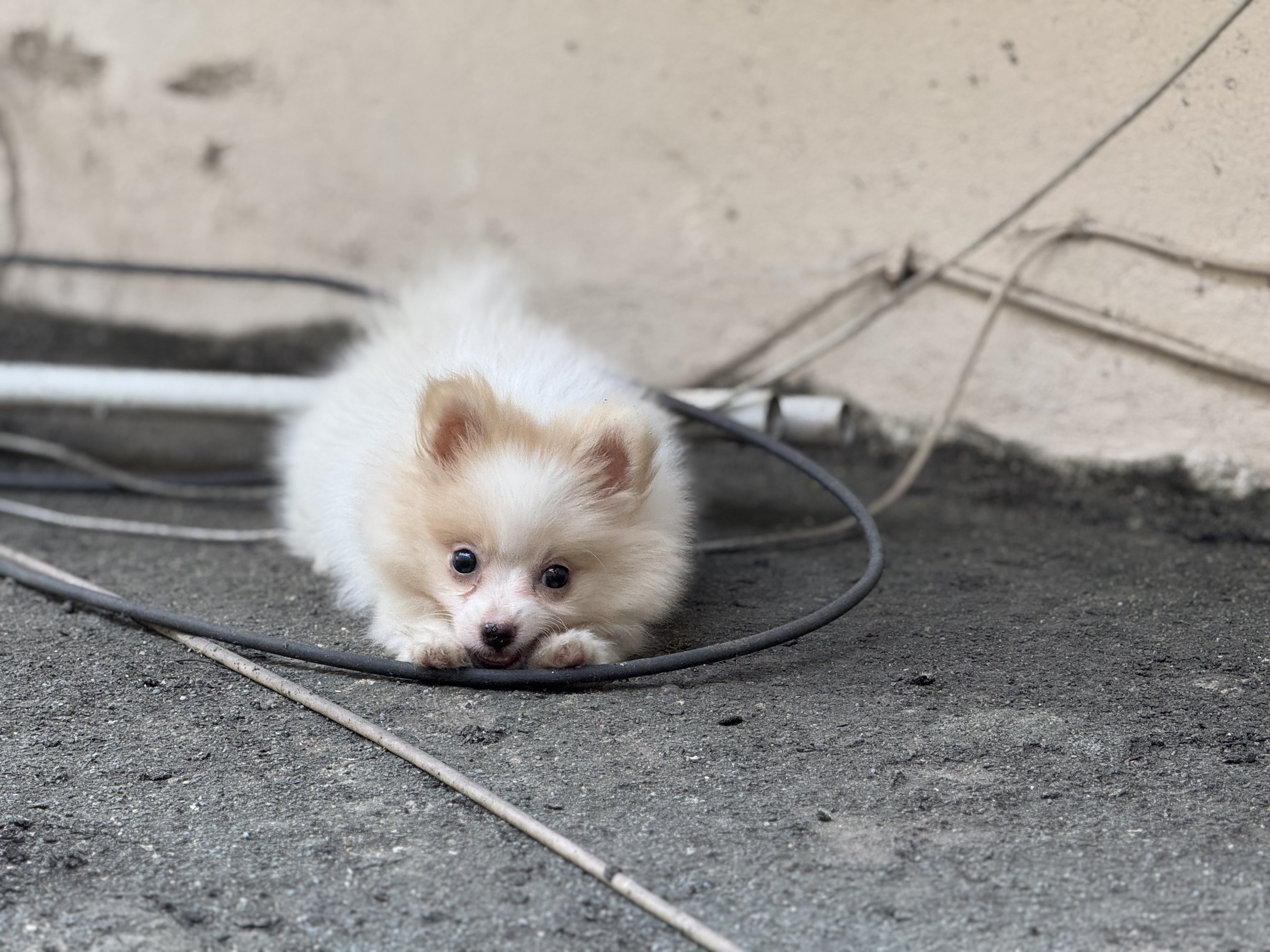 animales y mascotas - cachorra de Pomerania  2