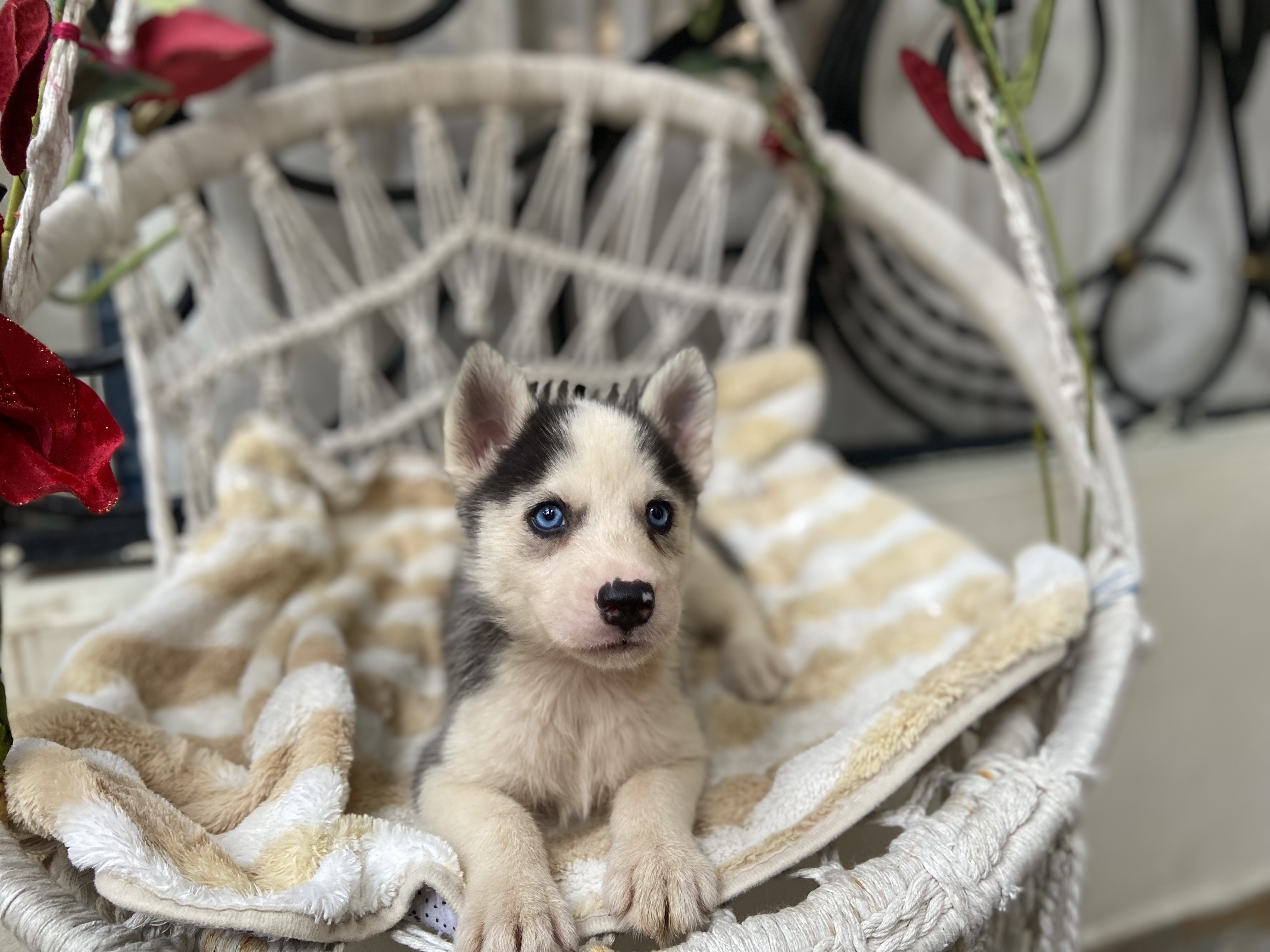 animales y mascotas - Husky siberiano en venta 