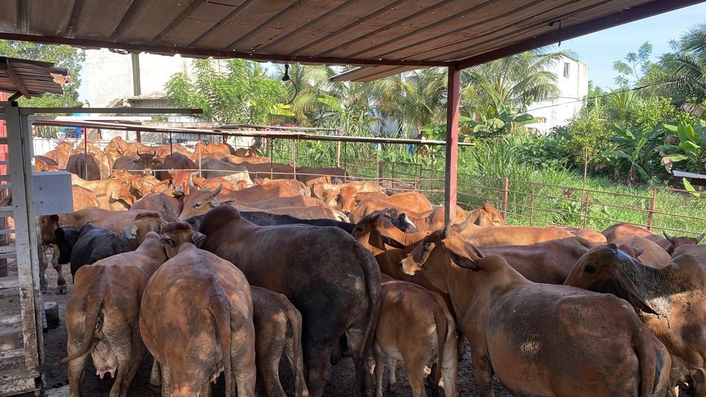 solares y terrenos - Finca Ganadera agricola y Vacacional Full en Monte Plata de 460 tareas  8