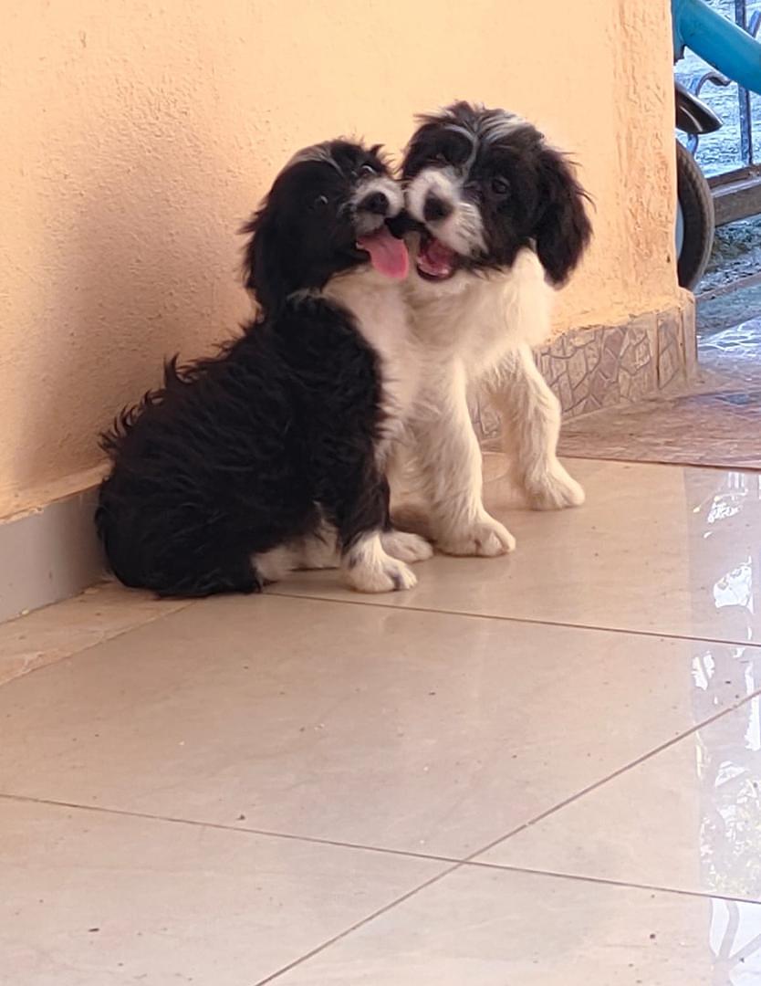 animales y mascotas - cachorros mix de caniche (poodle)