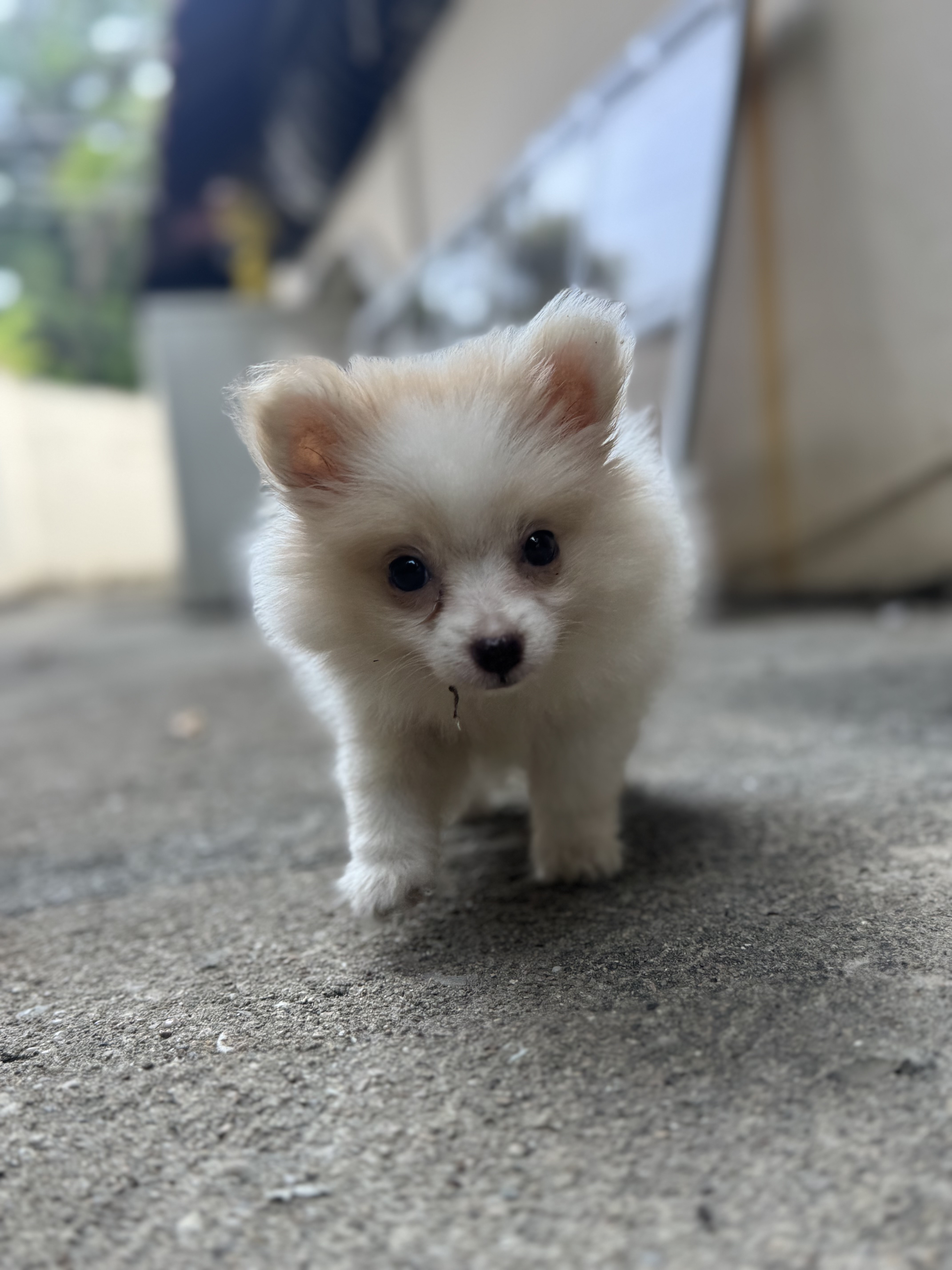 animales y mascotas - cachorra de Pomerania 