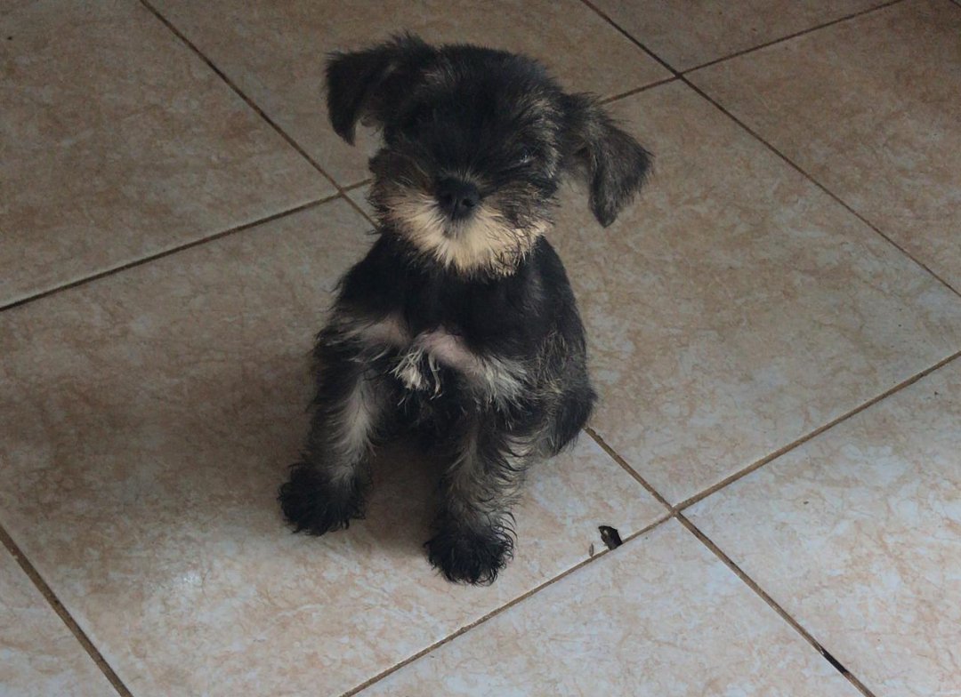 animales y mascotas - SCHNAUZER MINI HEMBRA