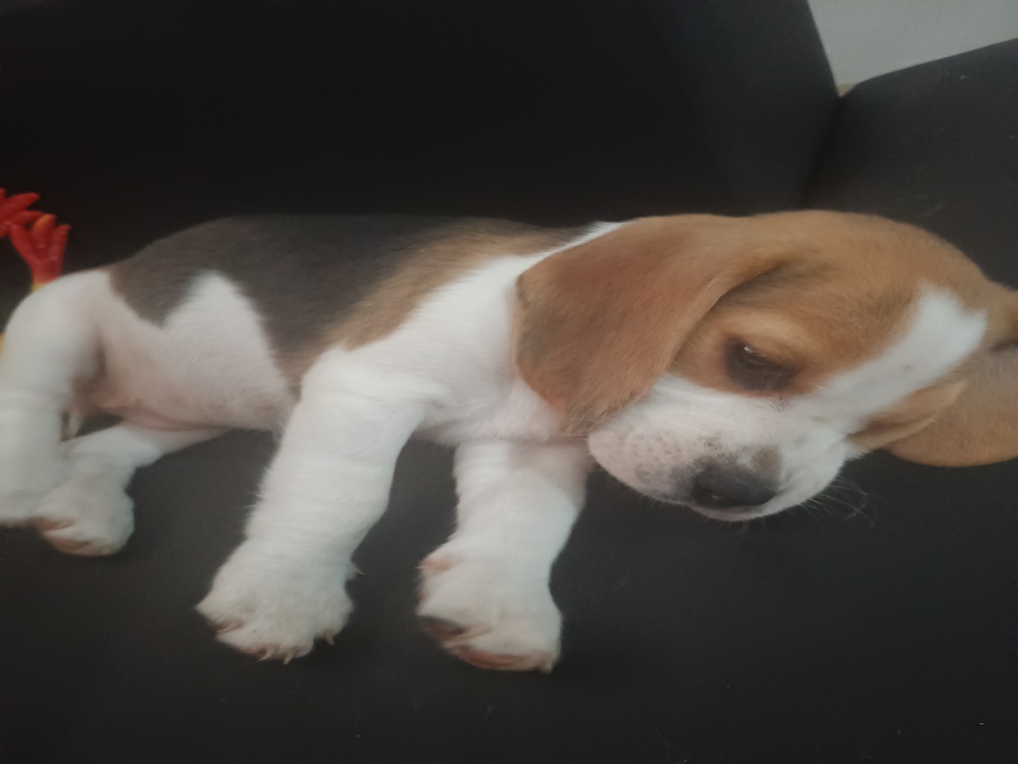 animales y mascotas - Cachorra Beagle 1