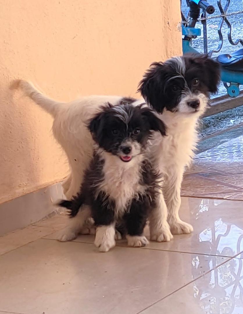 animales y mascotas - cachorros mix de caniche (poodle) 1