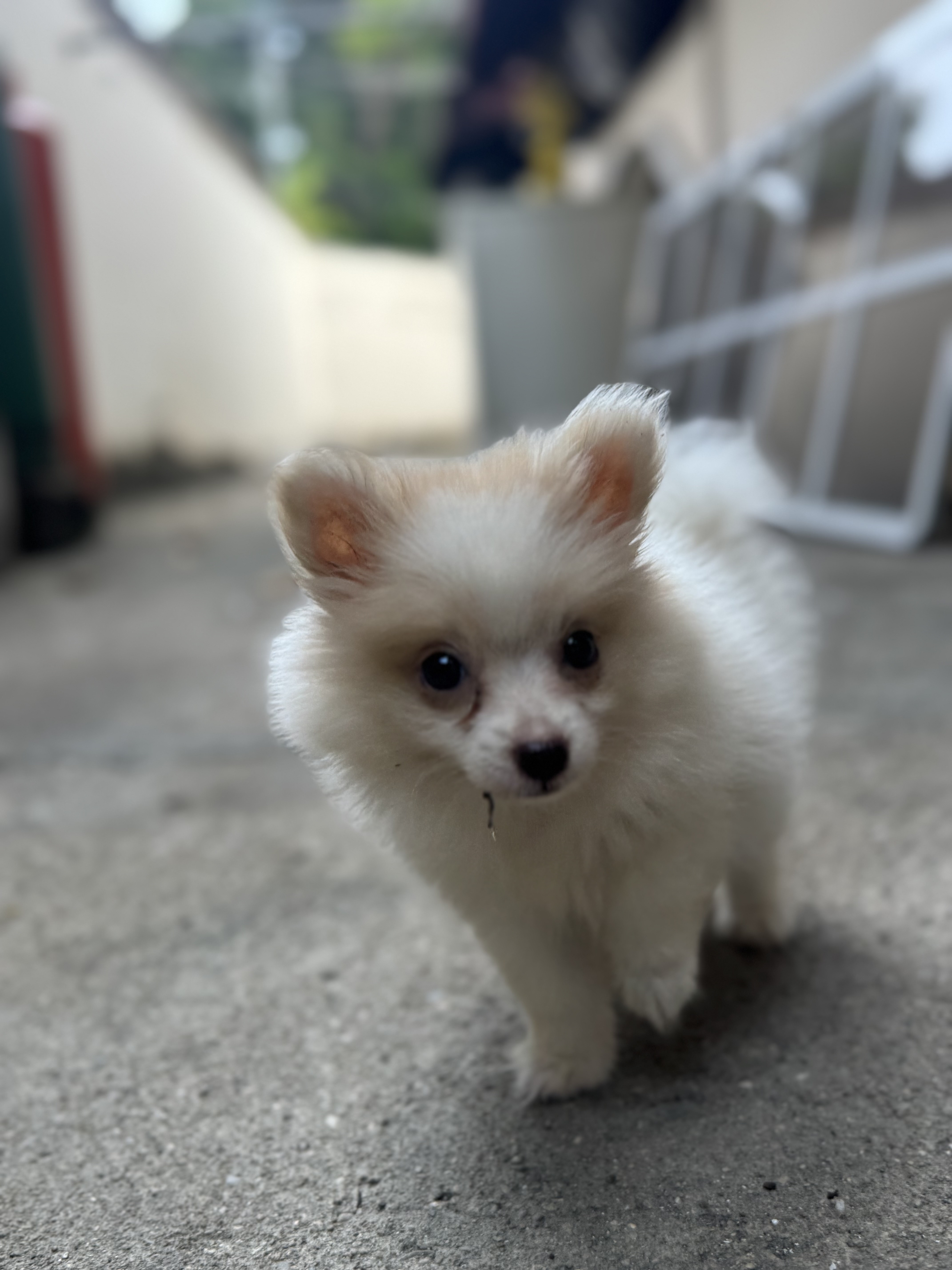 animales y mascotas - cachorra de Pomerania  1