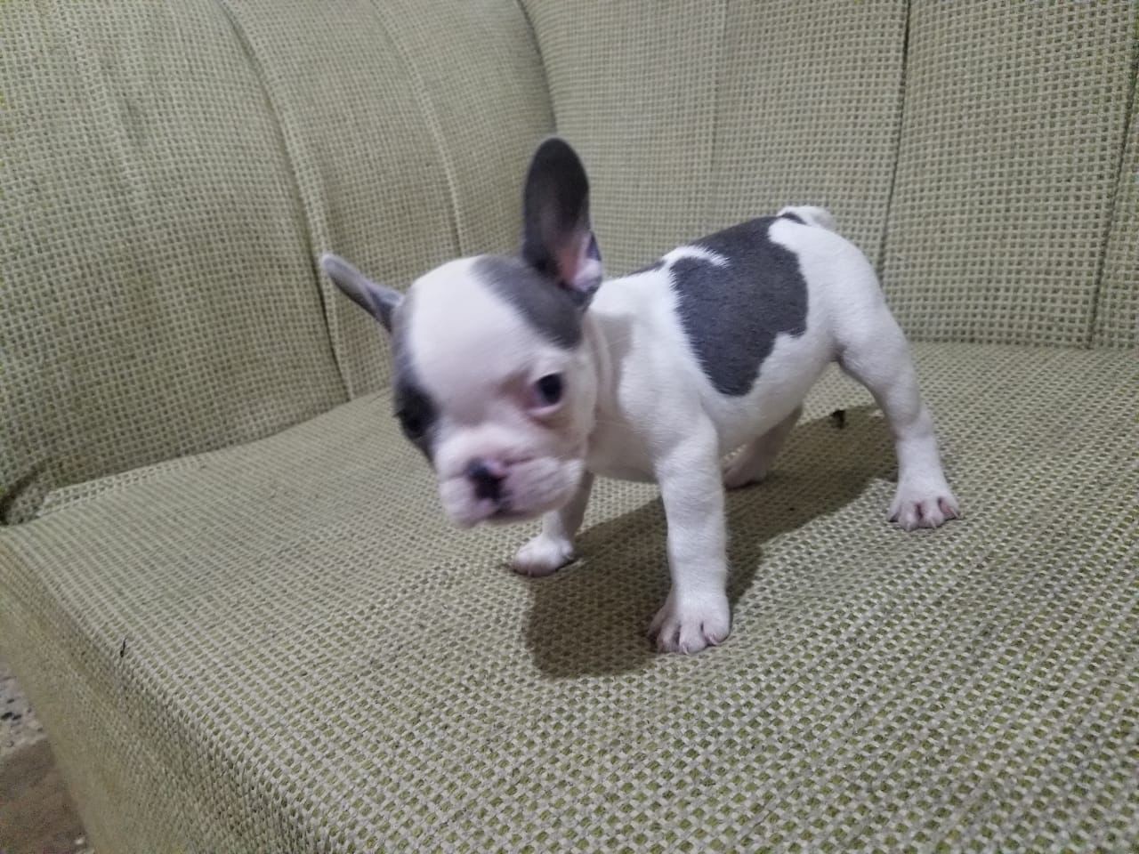 Corotos | OFERTA CACHORRO BULLDOG FRANCES AMBOS SEXO TODO AL DIA EN SANTO  DOMINGO VACUNADO