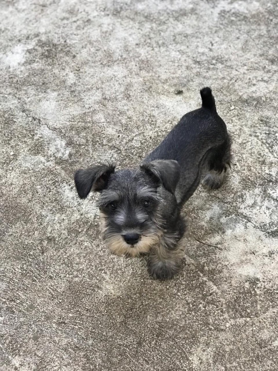 animales y mascotas - SCHNAUZER MINI HEMBRA 2