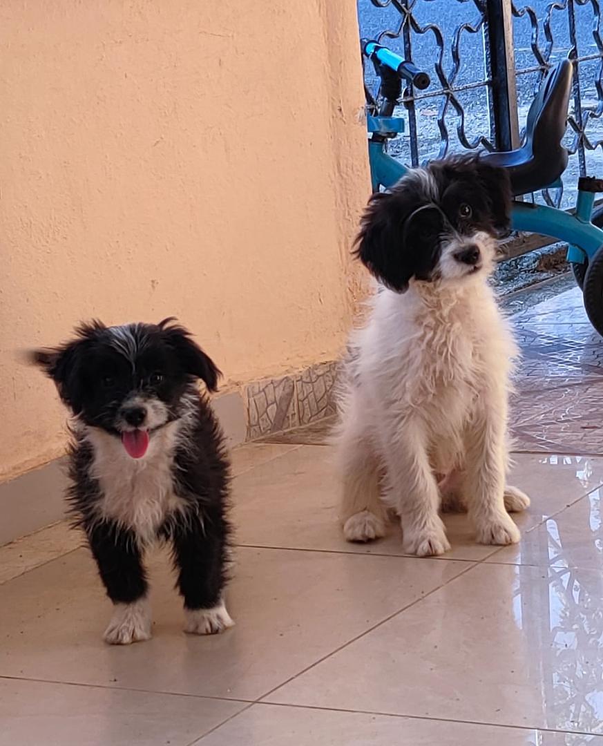 animales y mascotas - cachorros mix de caniche (poodle) 3