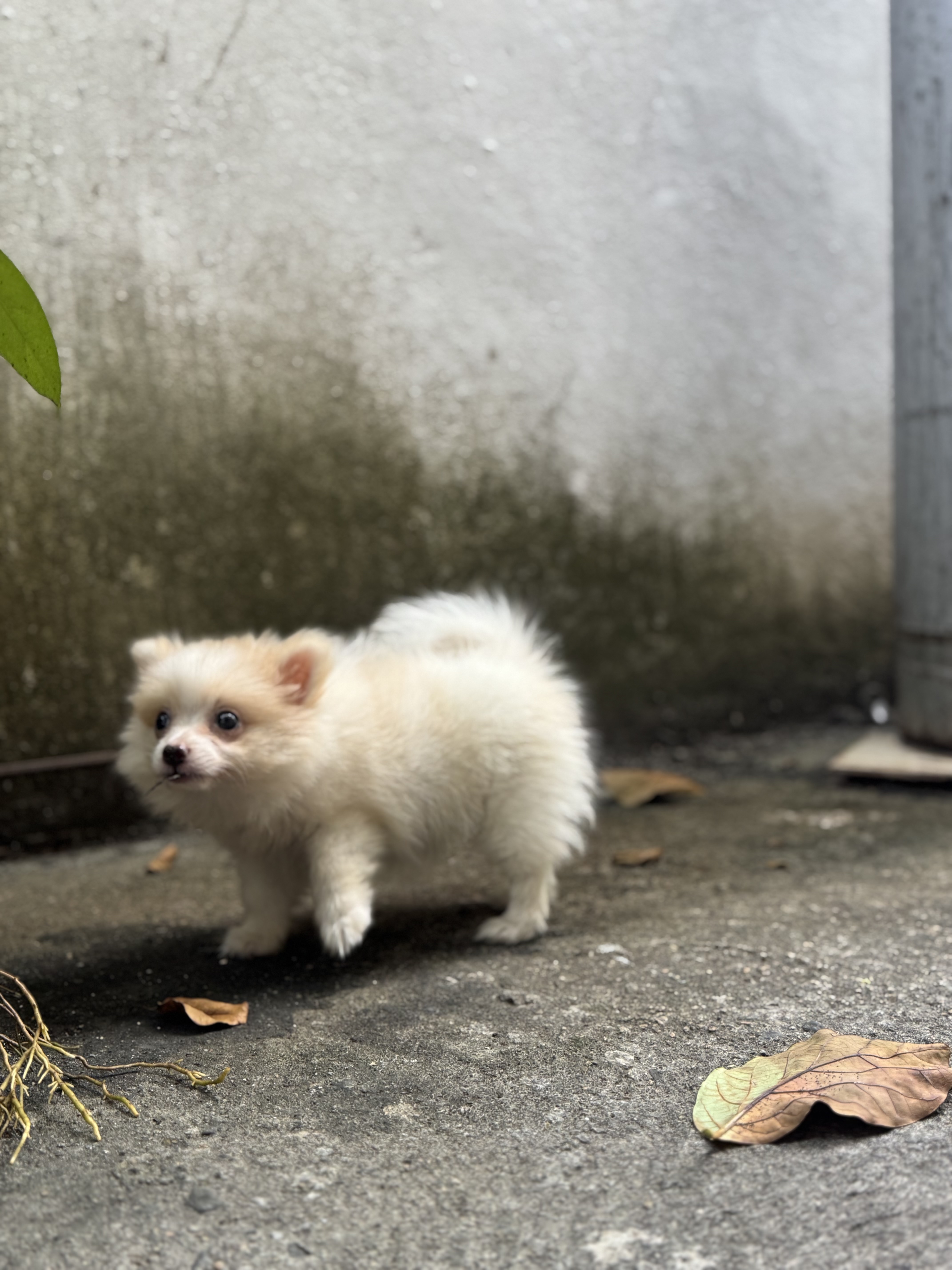 animales y mascotas - cachorra de Pomerania  3