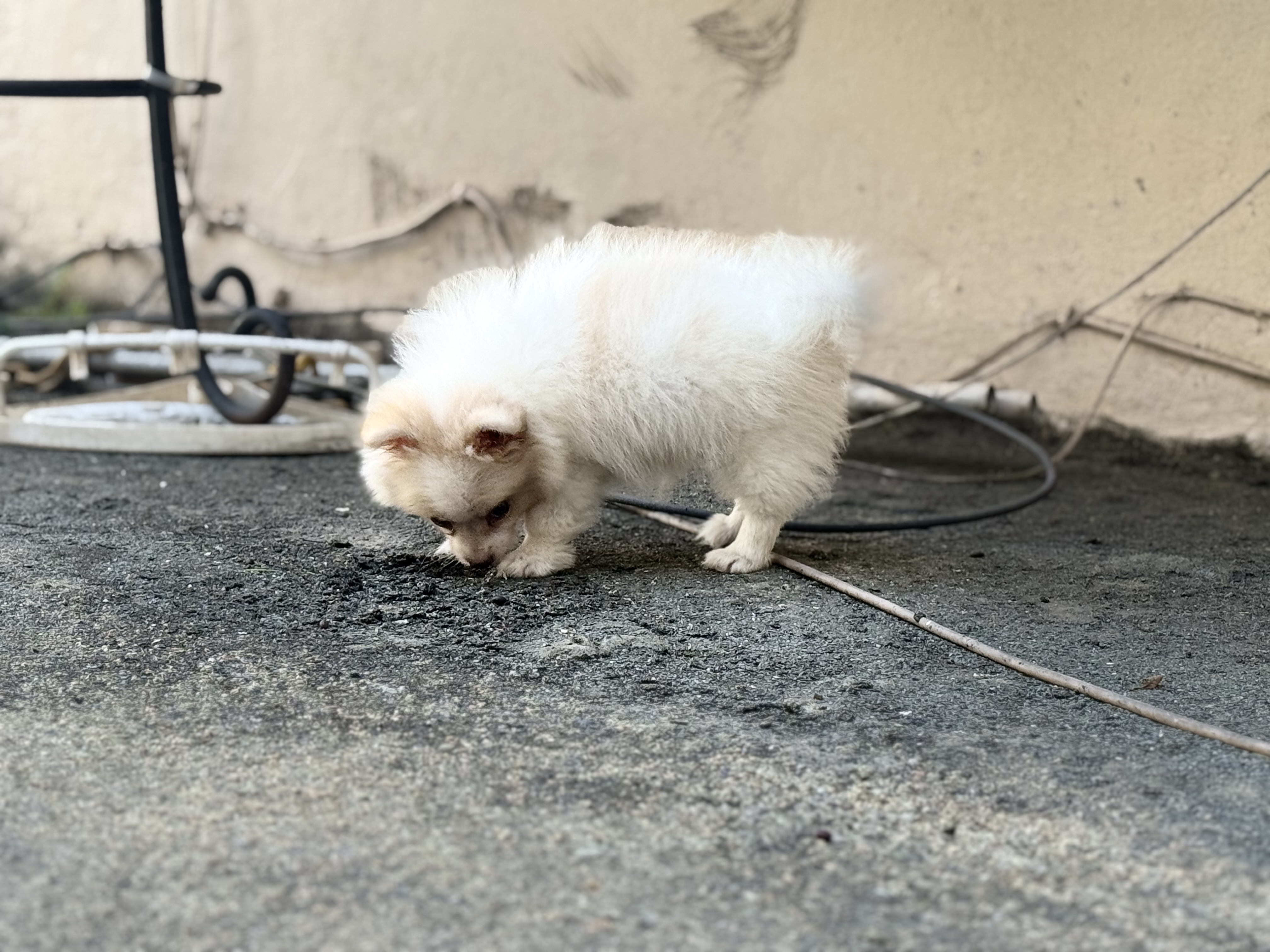 animales y mascotas - cachorra de Pomerania  4