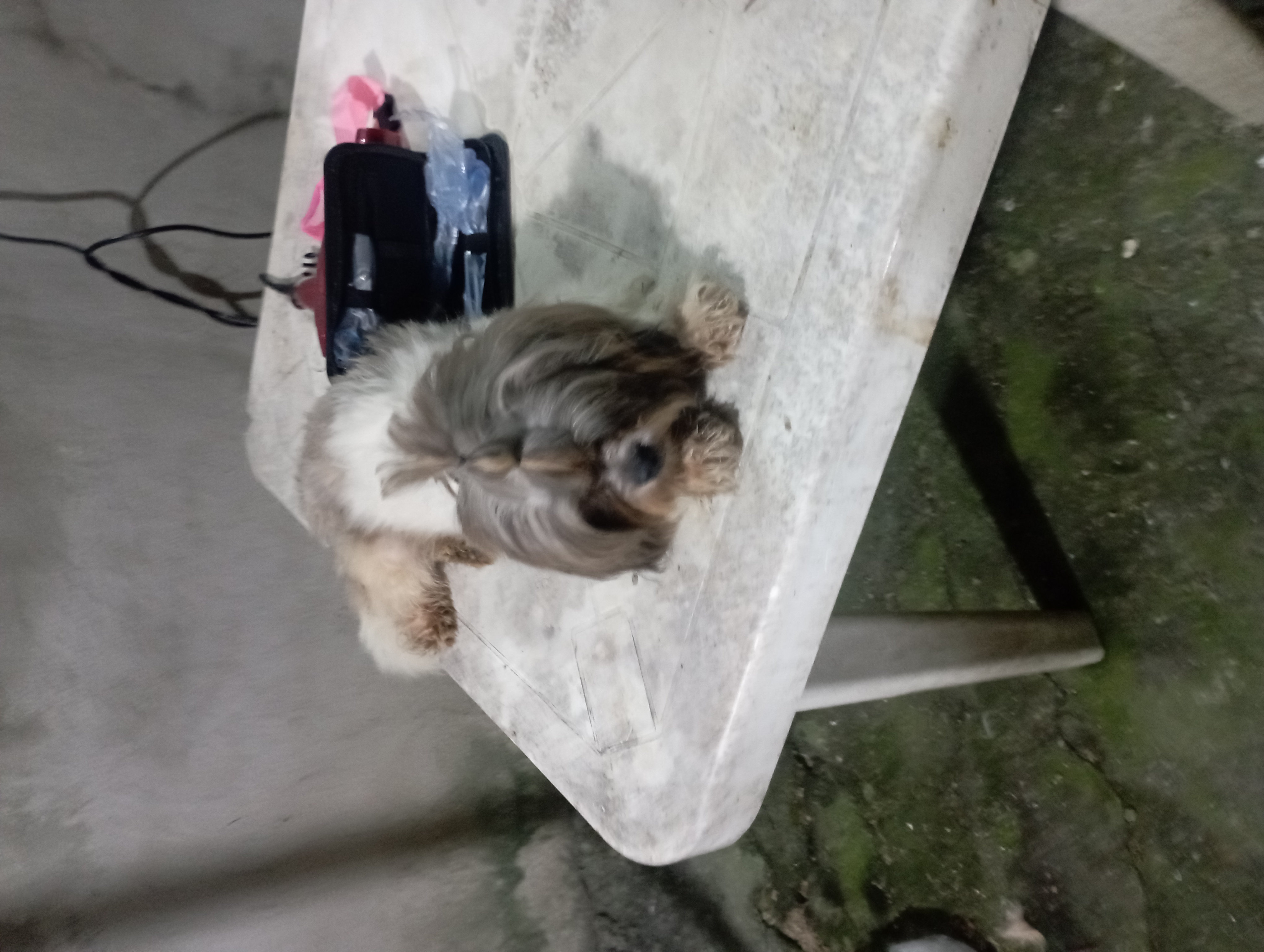 animales y mascotas - Vendo excelente cachorra shih tzu de 5 meses 1