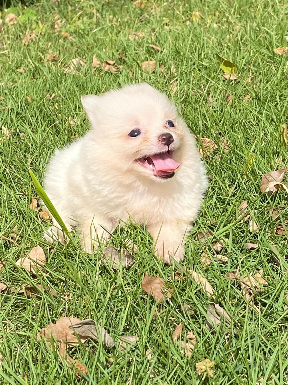 animales y mascotas - hermosos cachorritos Pomerania mini ambos sexo 