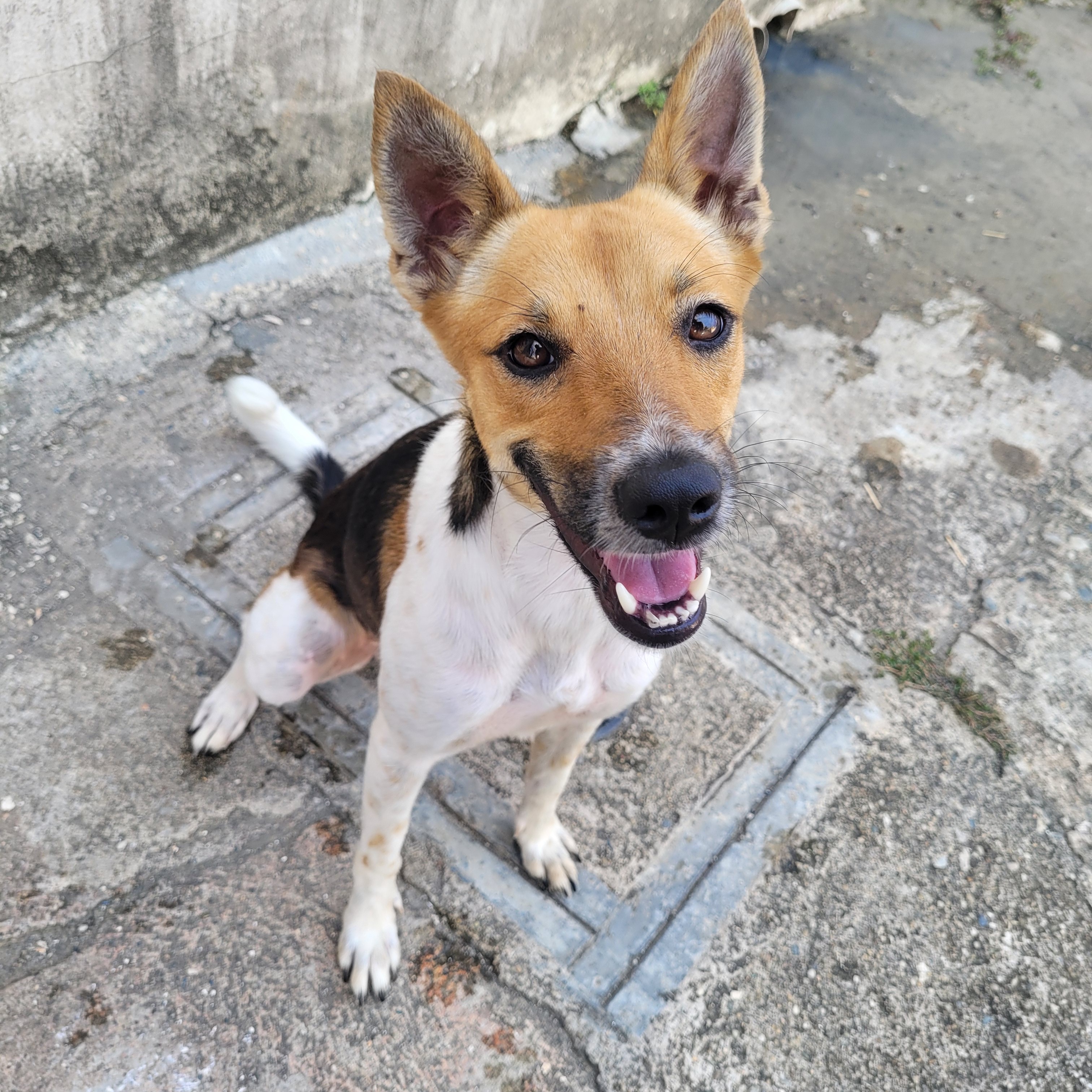 animales y mascotas - Se entrega vacunada y desparasitada.santo domingo este