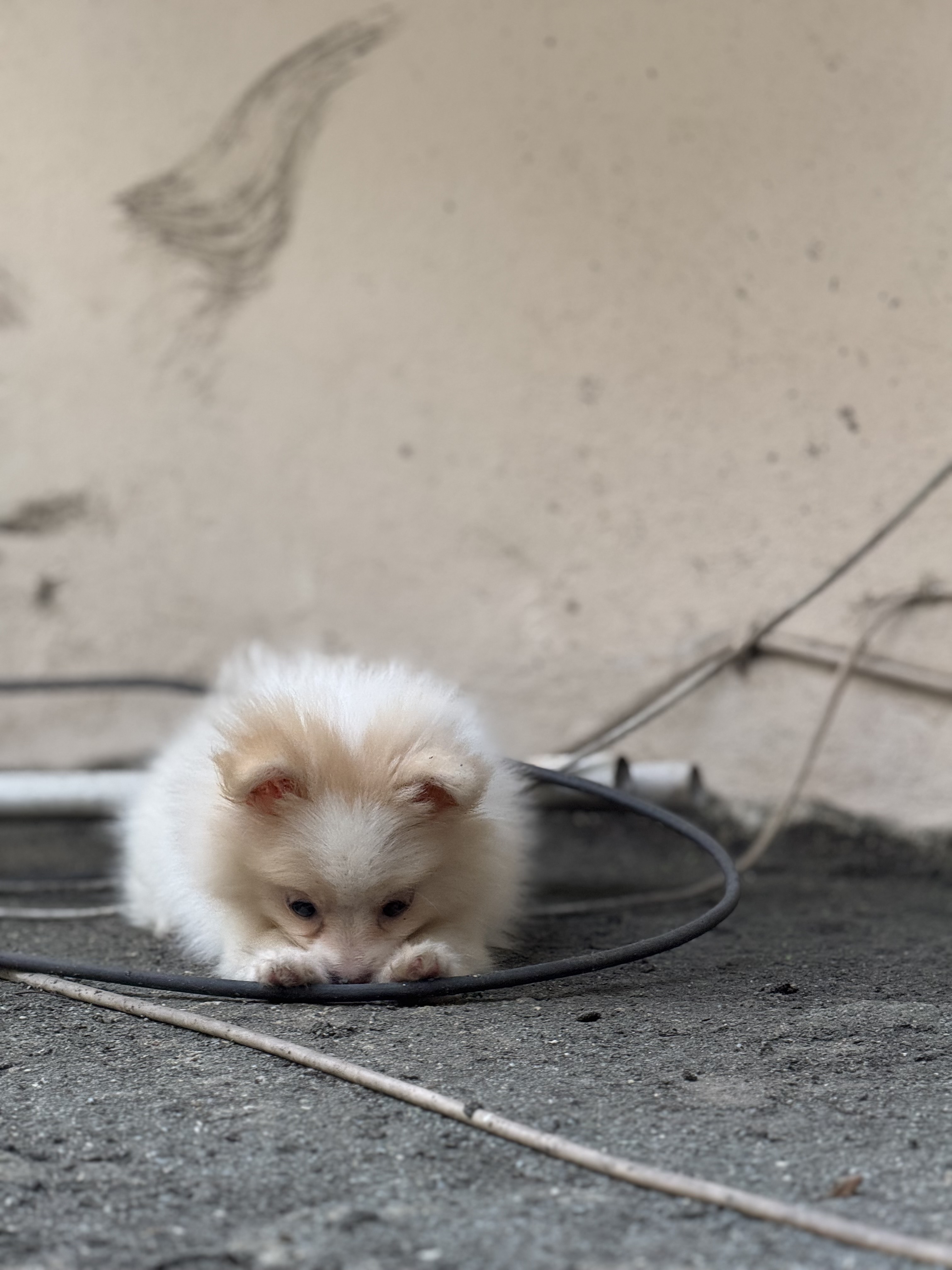 animales y mascotas - cachorra de Pomerania  5