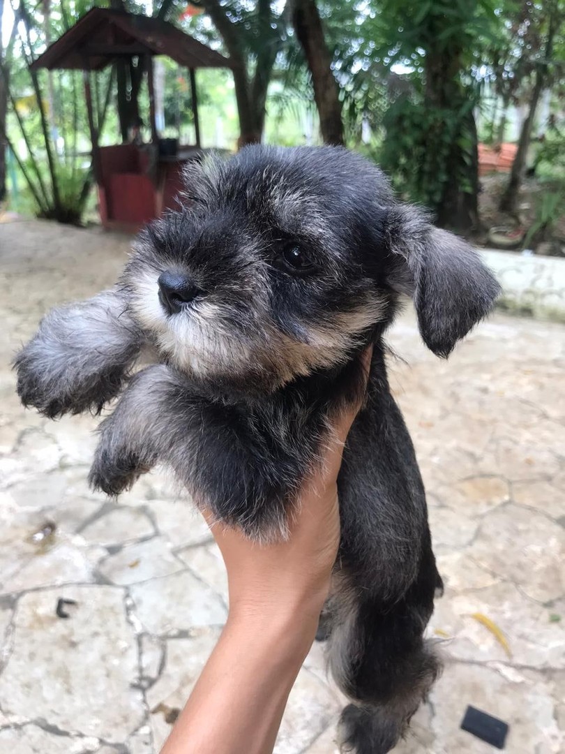 animales y mascotas - Schnauzer mini hembra sal y pimienta 1