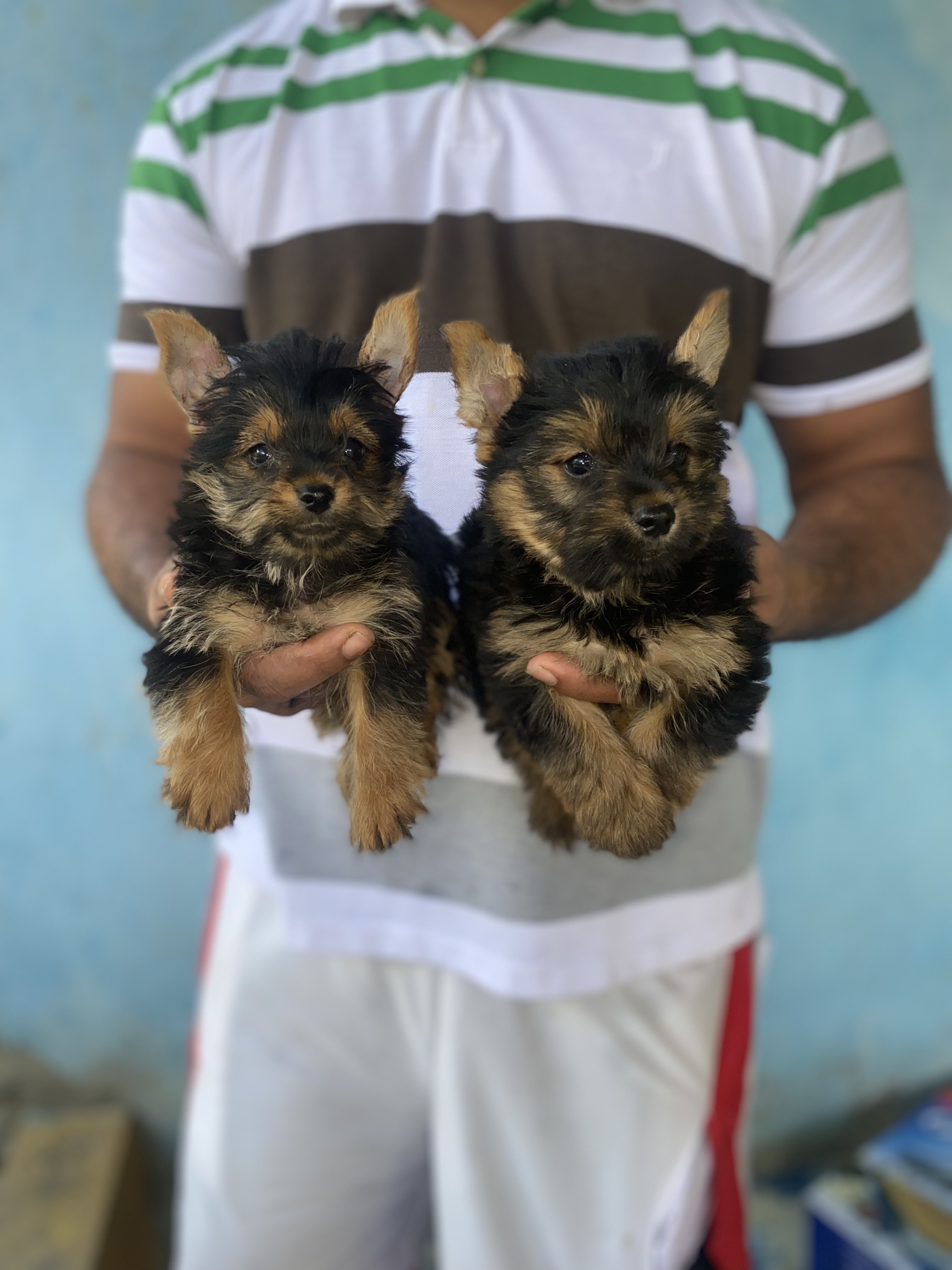 animales y mascotas - yorkie mini toy 