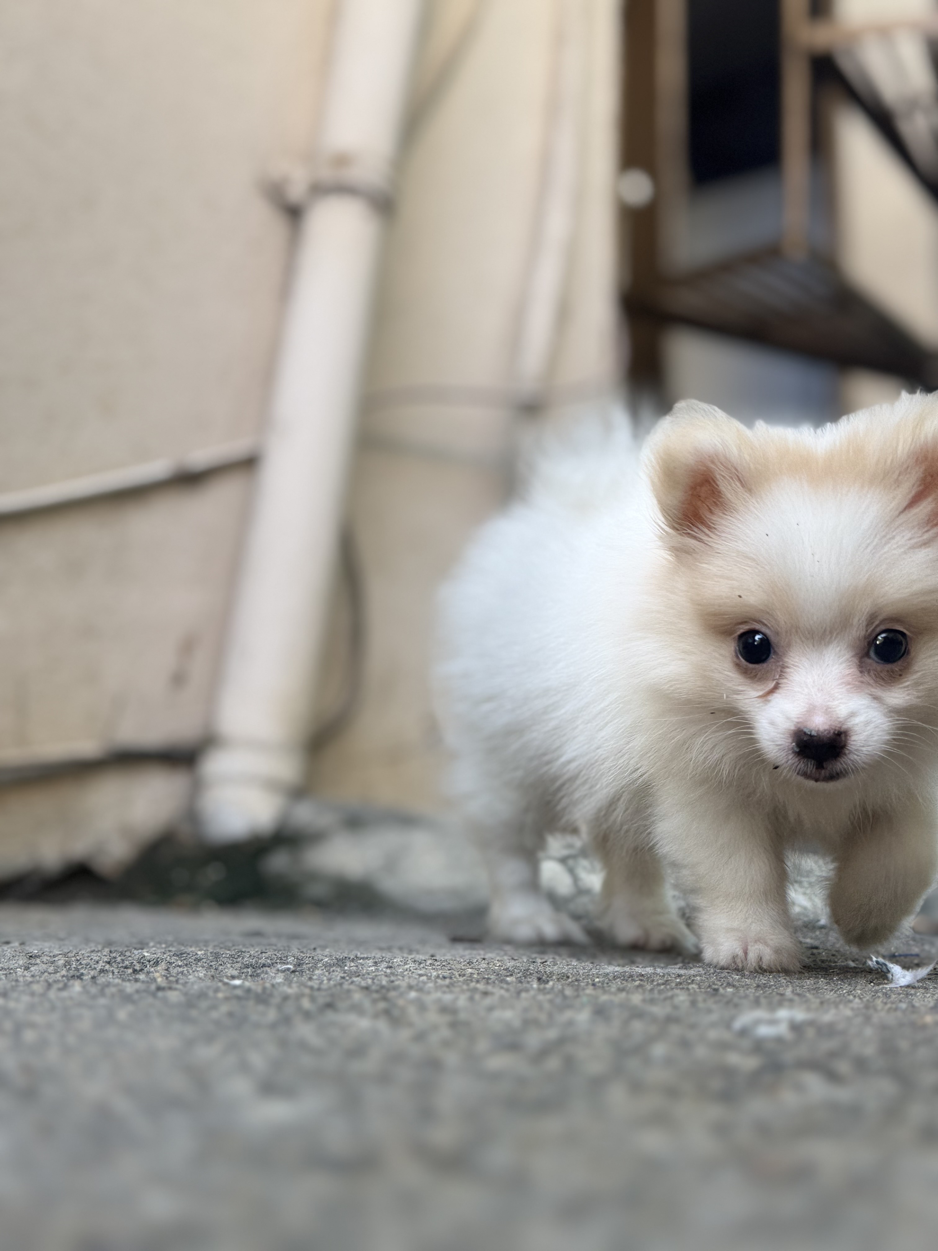 animales y mascotas - cachorra de Pomerania  6