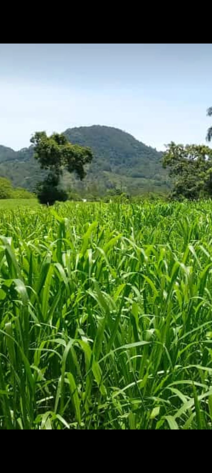 solares y terrenos - Finca Agroforestal 2,400 tareas, Loma de Cabrera 2