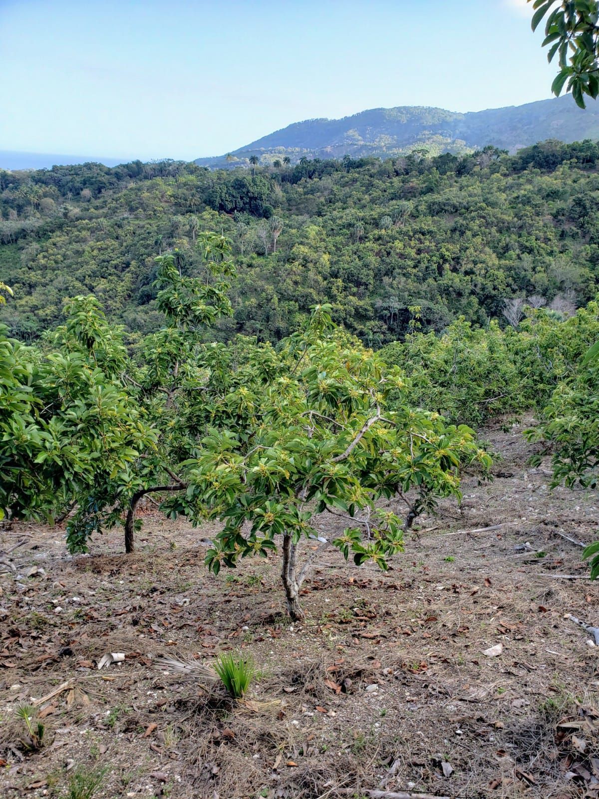 solares y terrenos - Finca aguacatera en Paraíso, Barahona 1